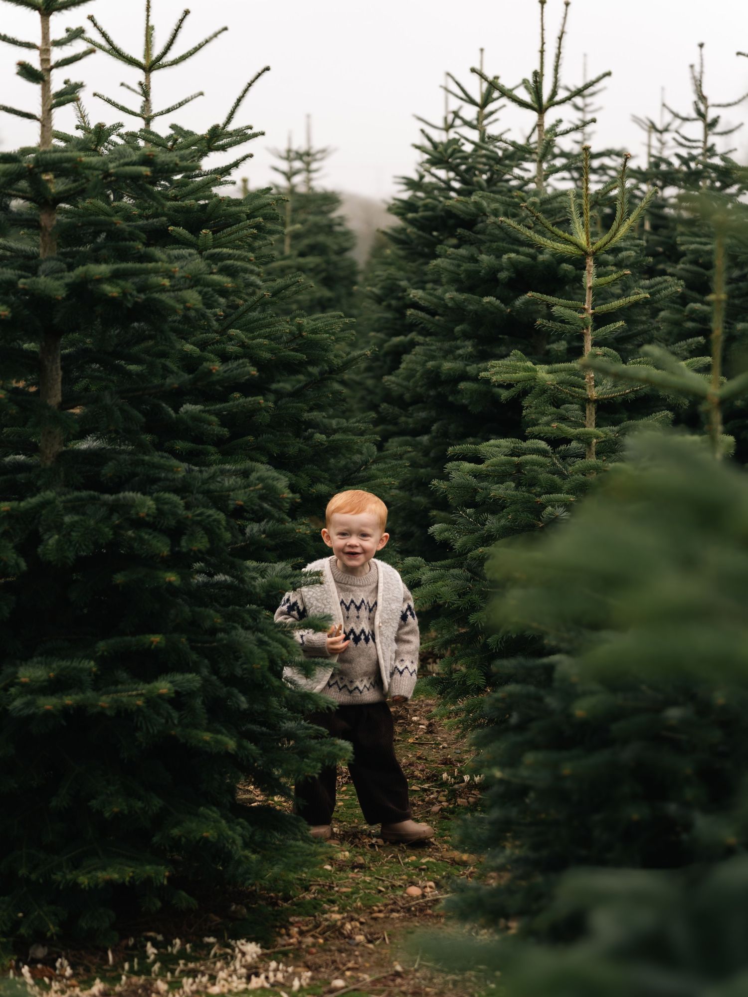A joyful toddler stands among rows of lush green Christmas trees at a festive tree farm.
