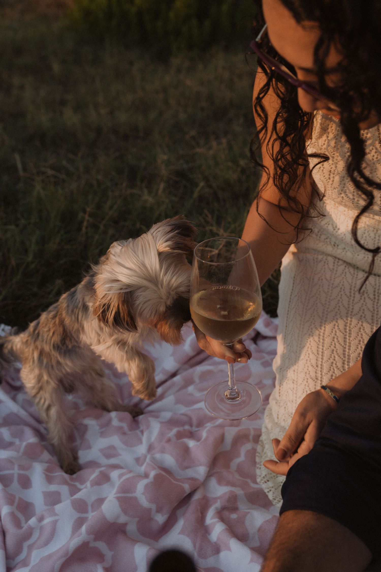 A cozy picnic scene with wine glasses and a small dog on a patterned blanket.