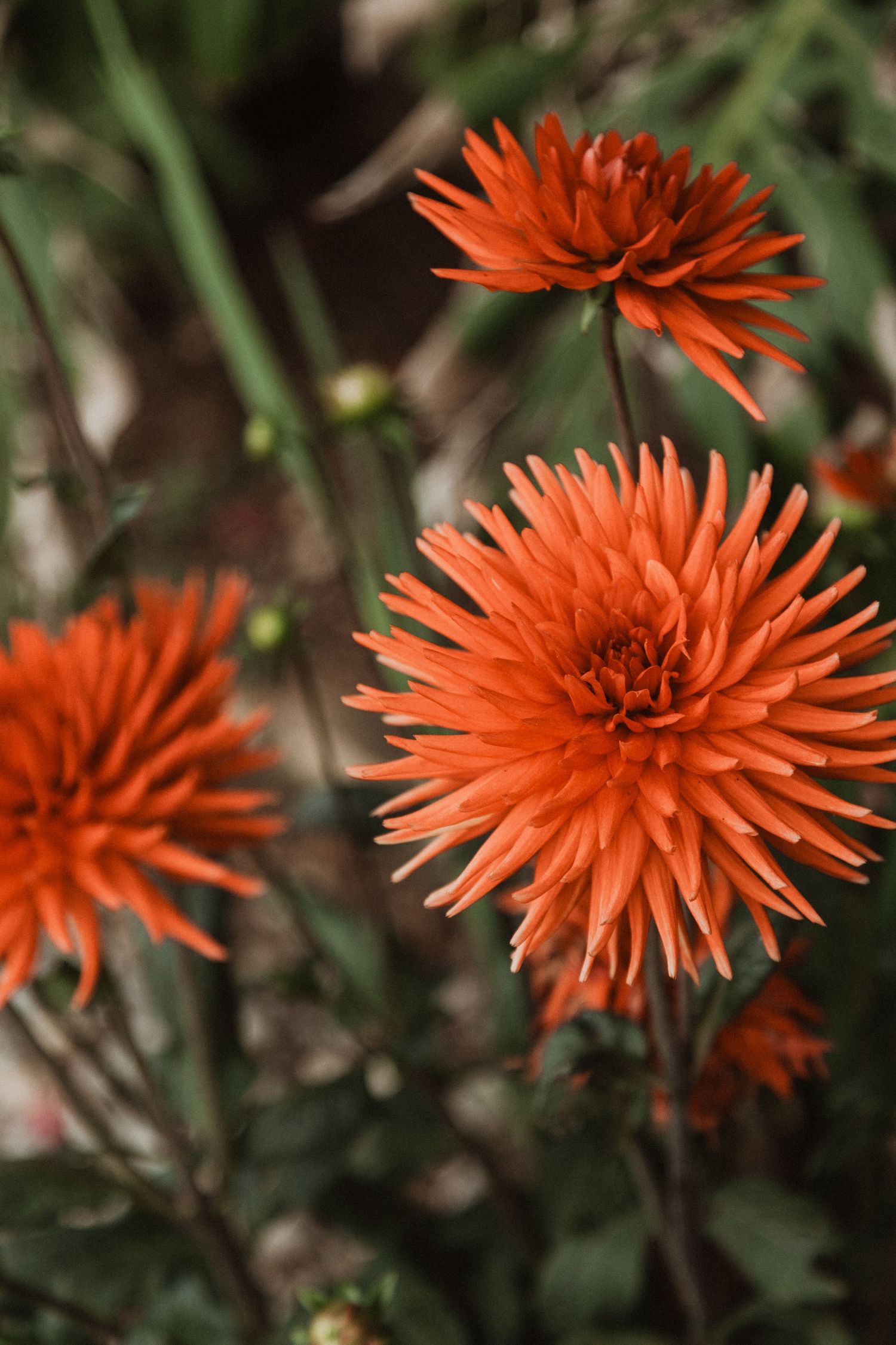 Three vibrant orange spider mums with spiky petals blooming in a garden setting.