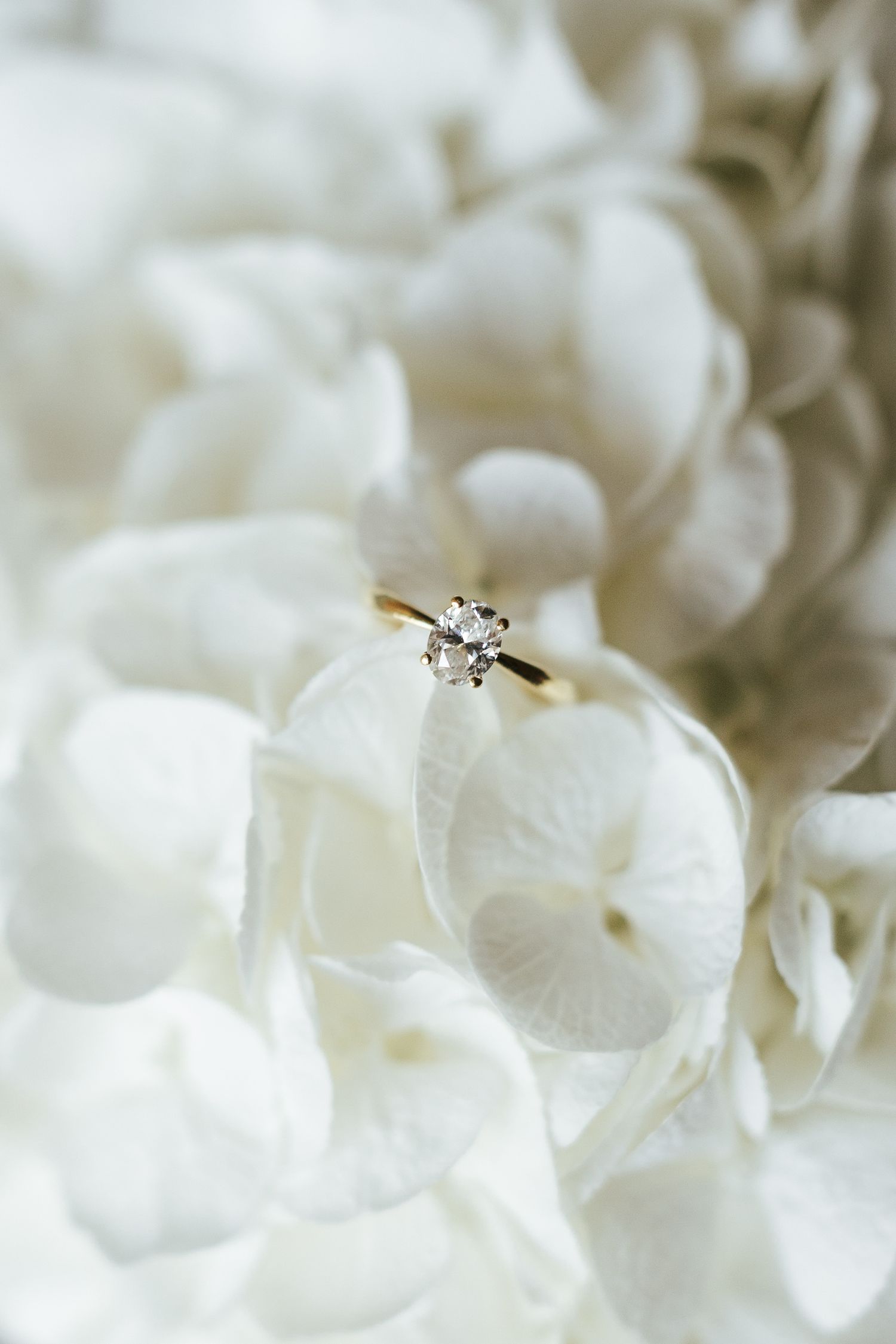 Delicate white flower petals in extreme close-up with soft focus.