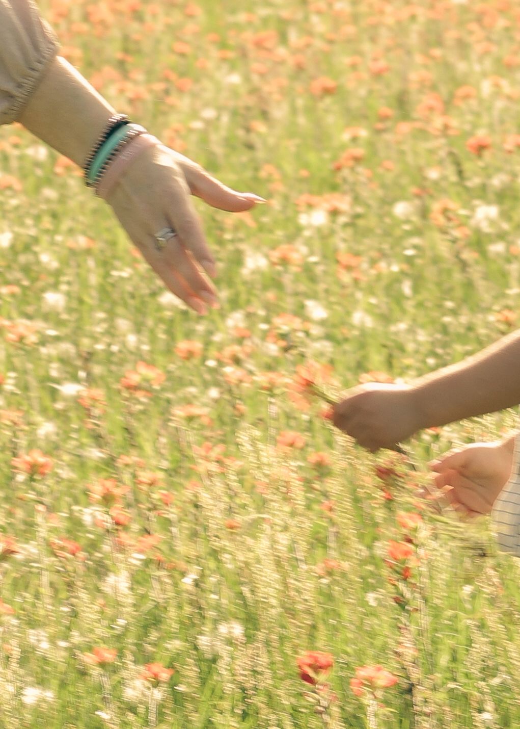Hands reaching out to touch wildflowers in a sunlit summer meadow.