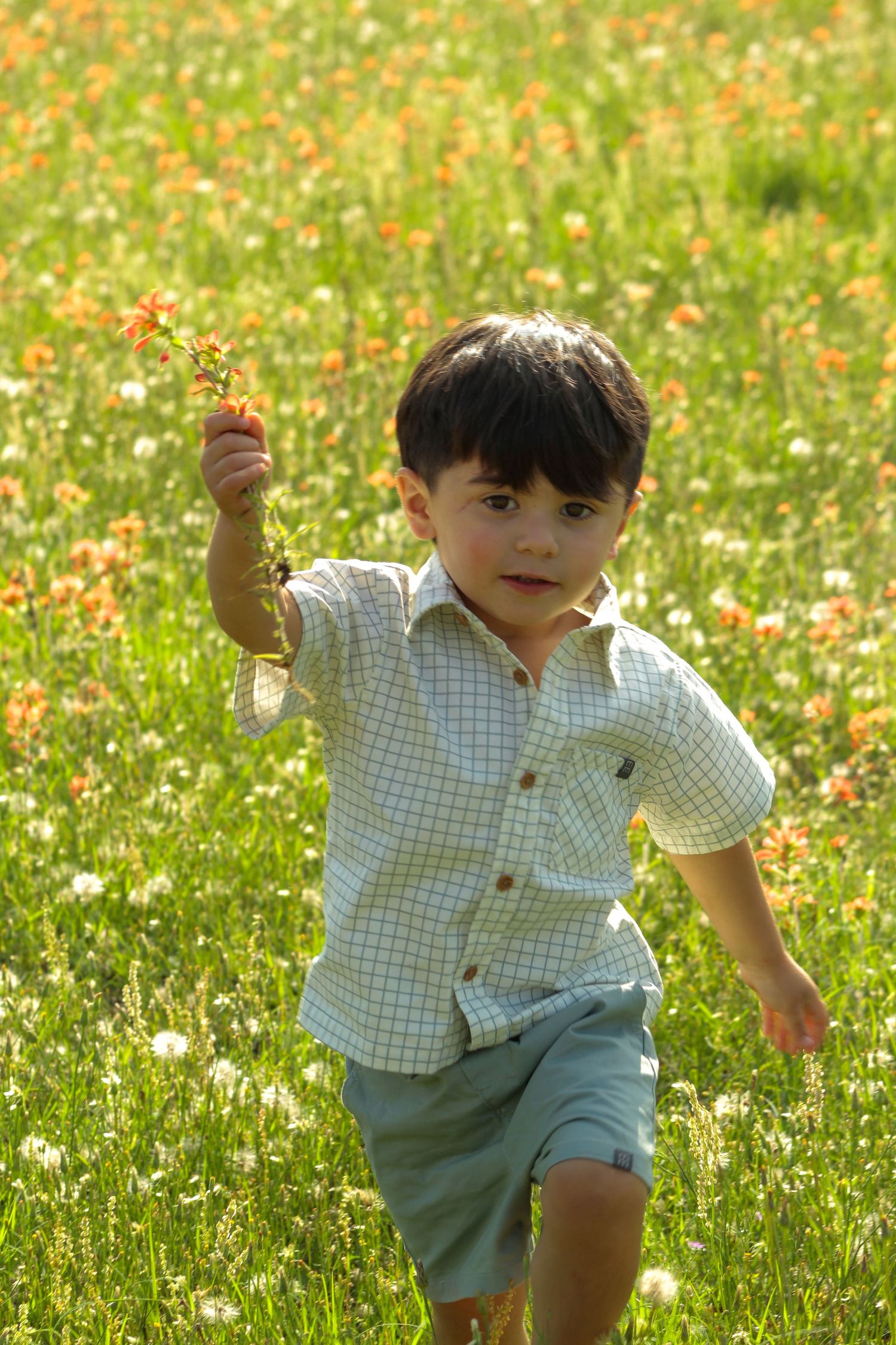Small child in checkered shirt exploring a sunny wildflower meadow.