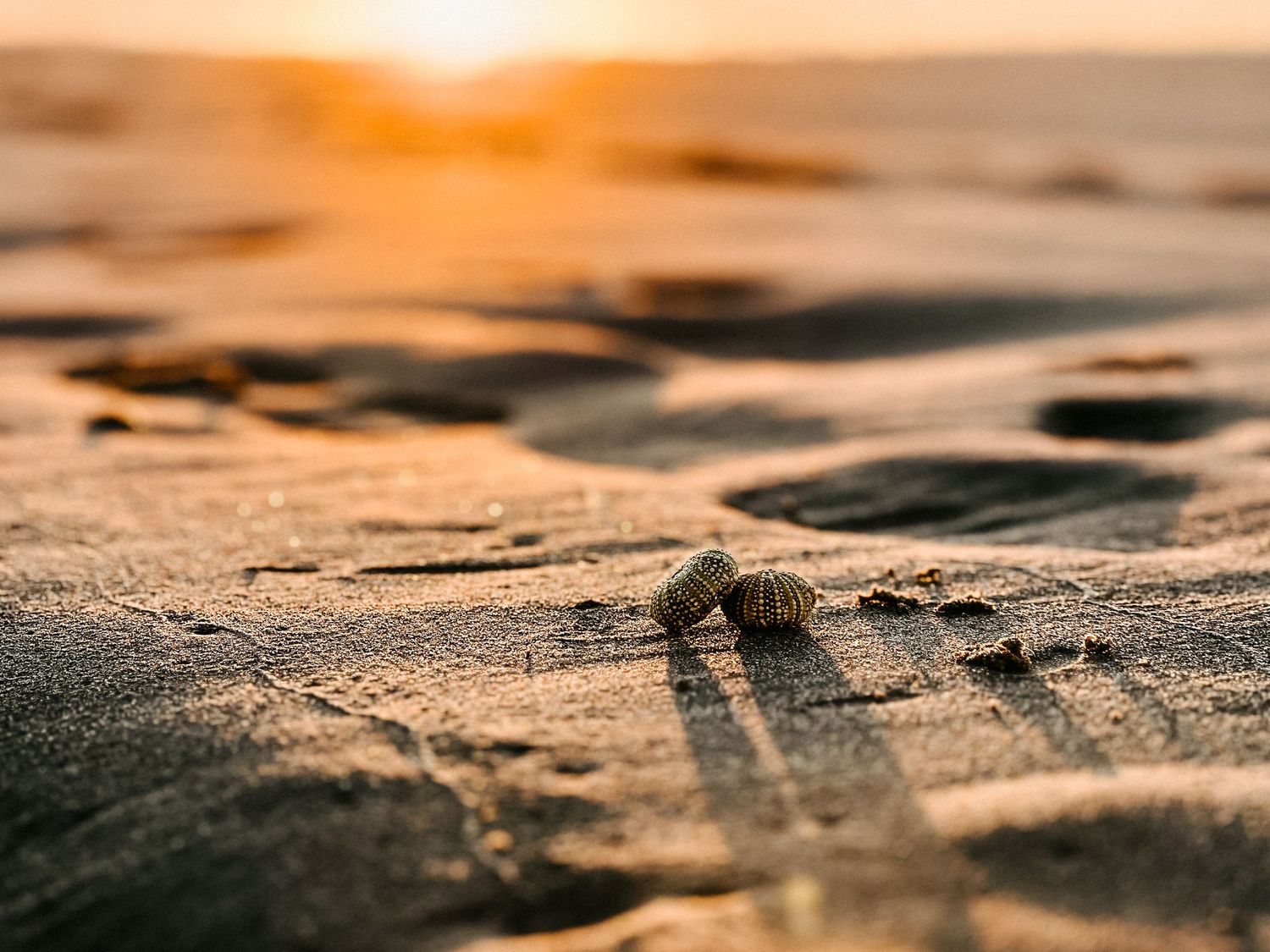 Makroaufnahme von strukturiertem Sand während der goldenen Stunde mit dramatischen Schatten und warmem Sonnenlicht in den Niederlanden.