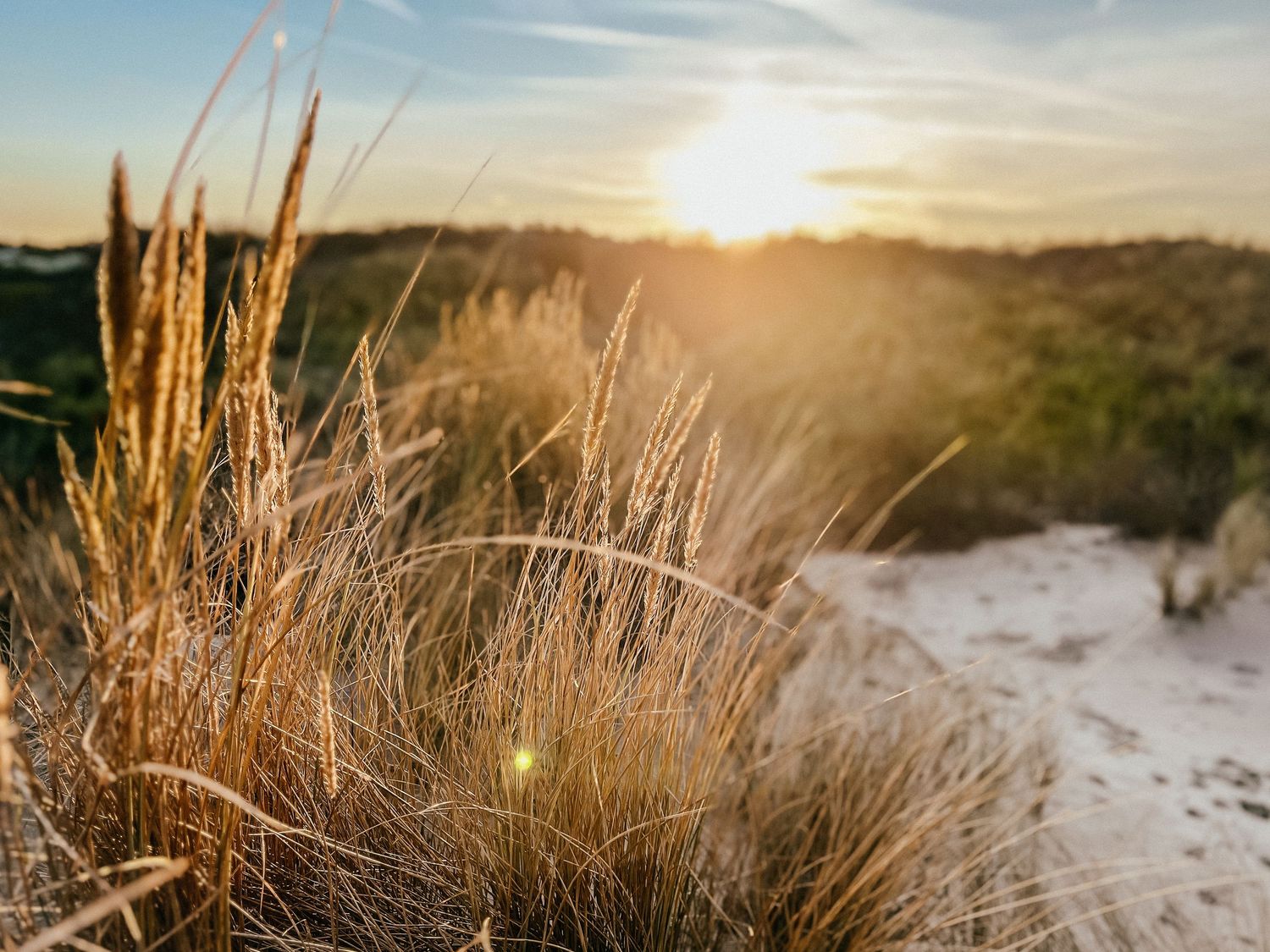 Goldener Sonnenuntergang beleuchtet Strandgras und Sanddünen entlang einer Küstenlandschaft.