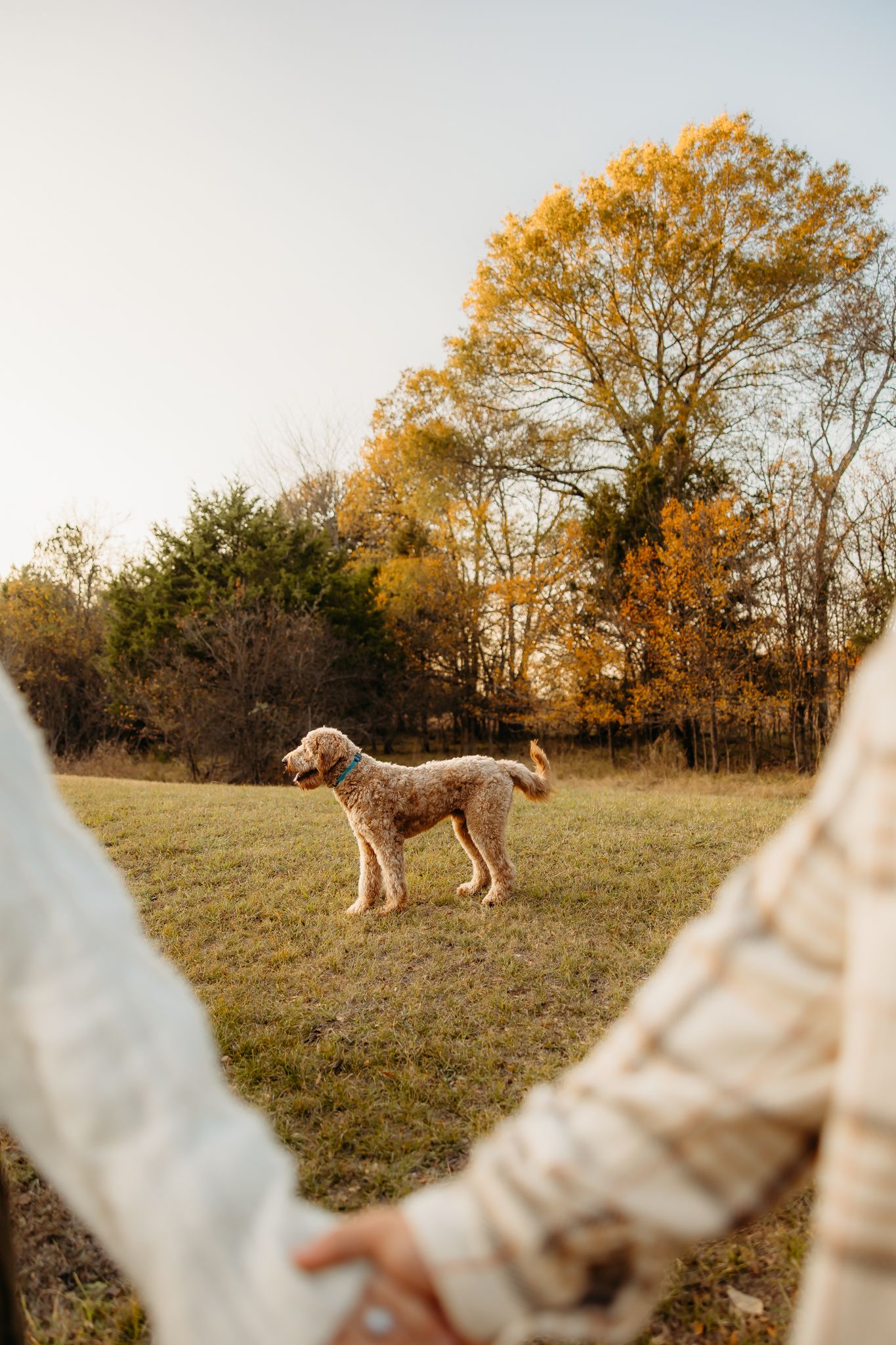 A golden doodle dog stands in a sunny autumn field with warm fall colors and bare trees in the background.