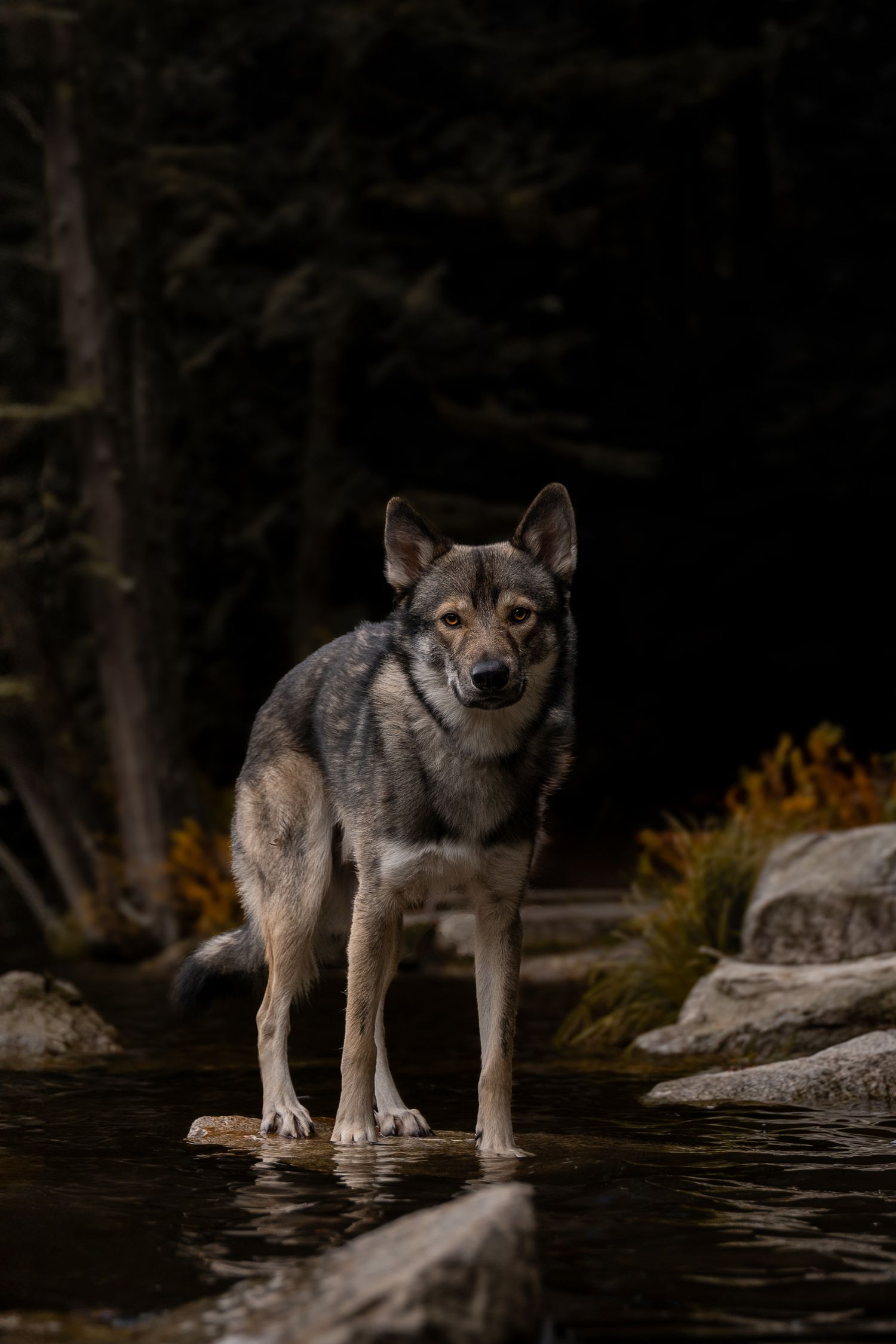 A tamaskan dog standing alert in a shallow forest stream, surrounded by rocks and autumn foliage in a dark woodland setting at Murrin Park