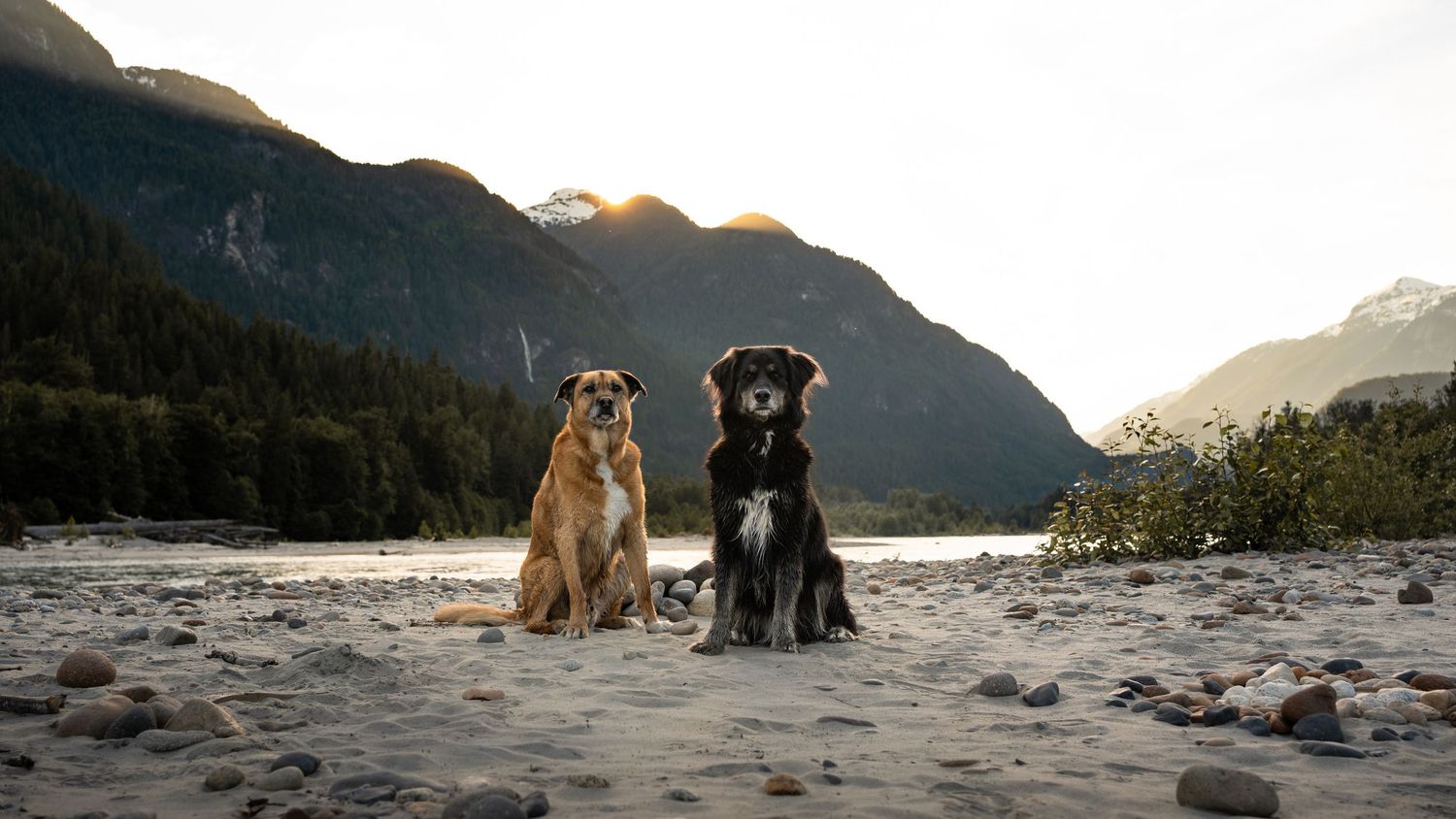 Two dogs sitting on a rocky beach with mountains and a river in the background at sunset.