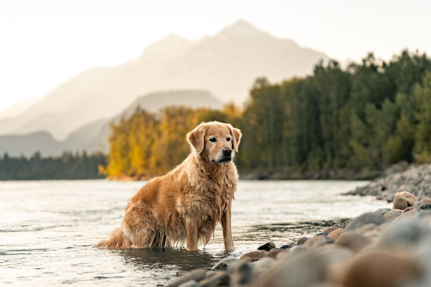 A wet golden retriever sits in a shallow mountain lake with rocky shores, trees, and misty peaks in the background.