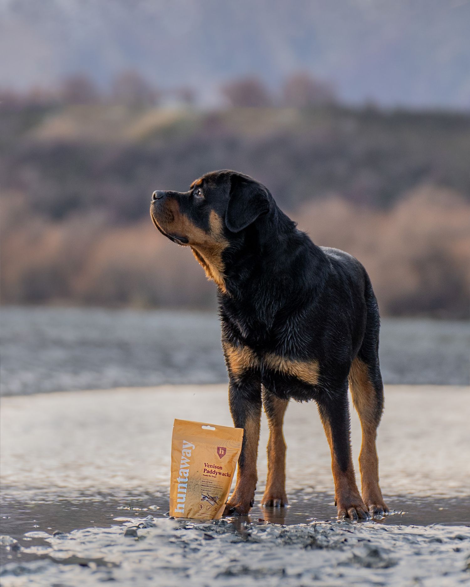 A Rottweiler dog stands on a beach beside a Runaways dog treat bag with scenic hills in the background.