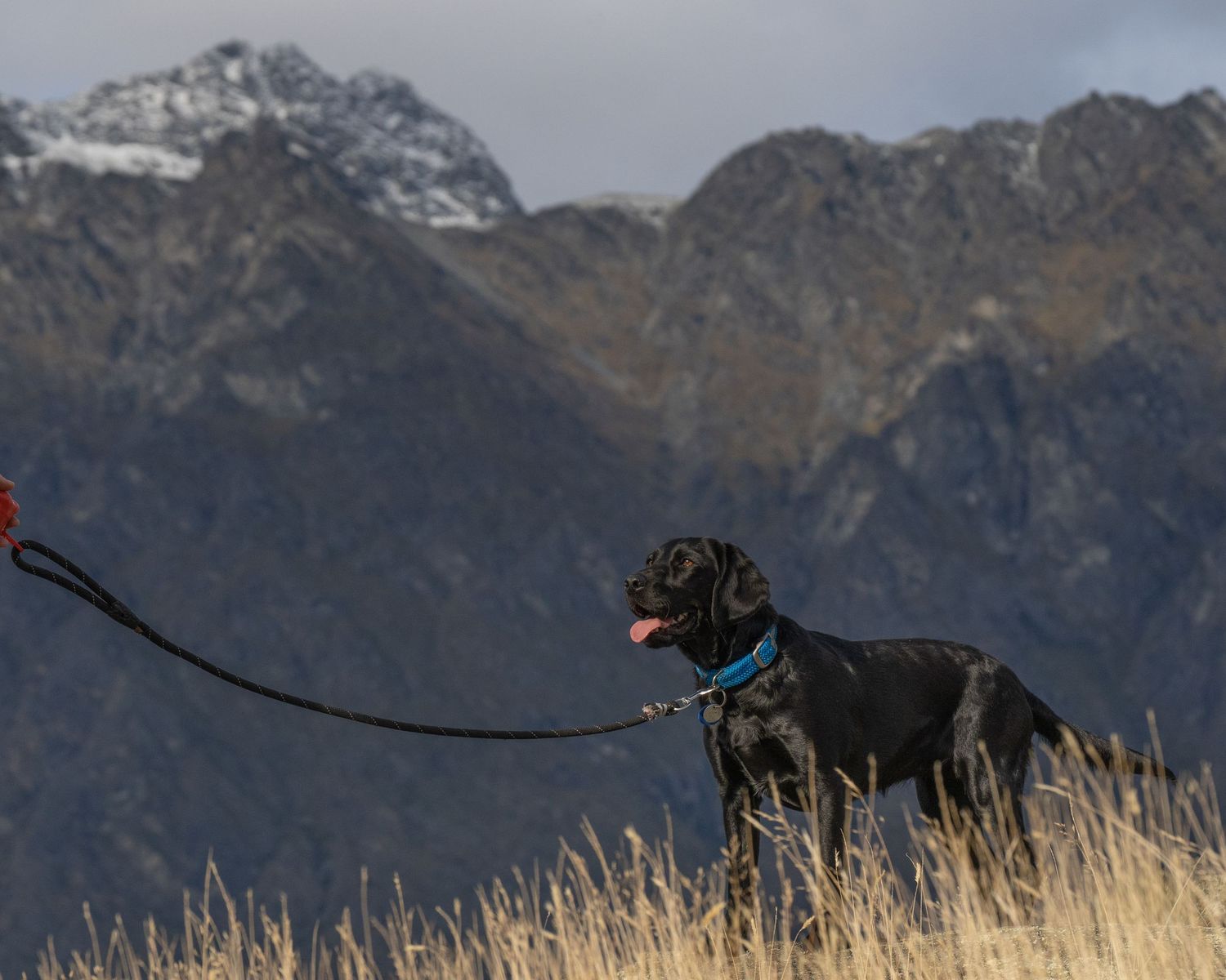 Black Labrador on leash standing in golden grass with snow-capped mountain peaks in the background.