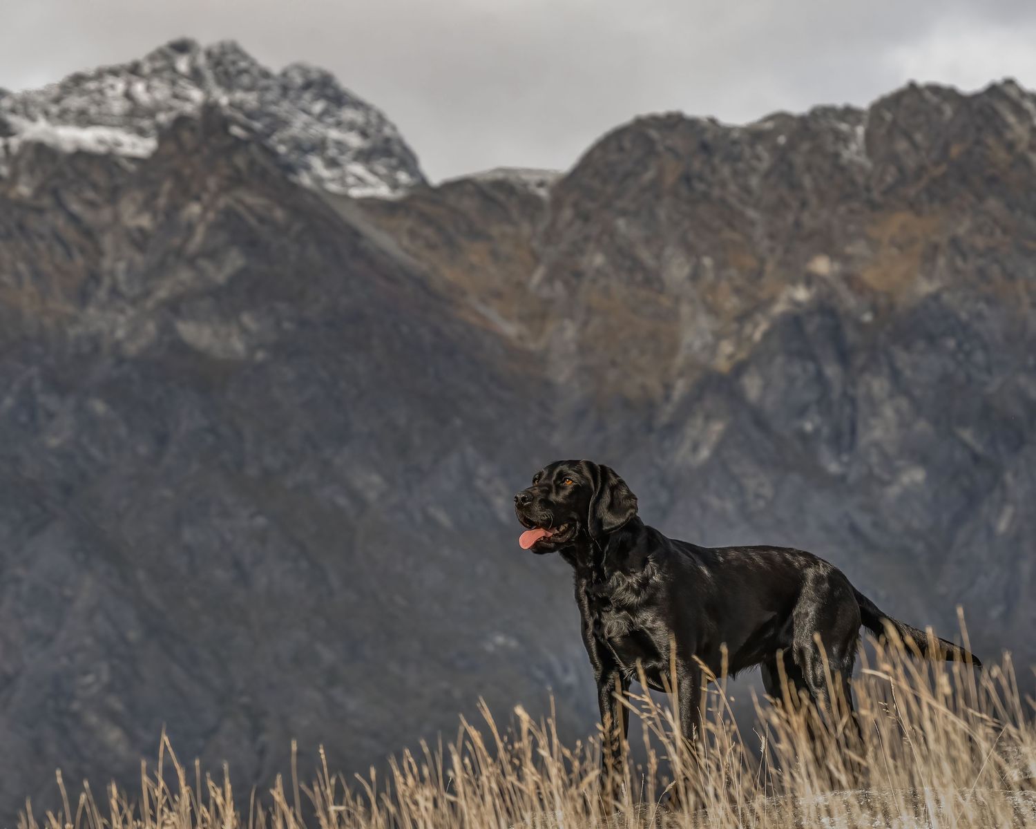 A black Labrador Retriever stands alert in tall grass with dramatic snow-capped mountain peaks in the background.