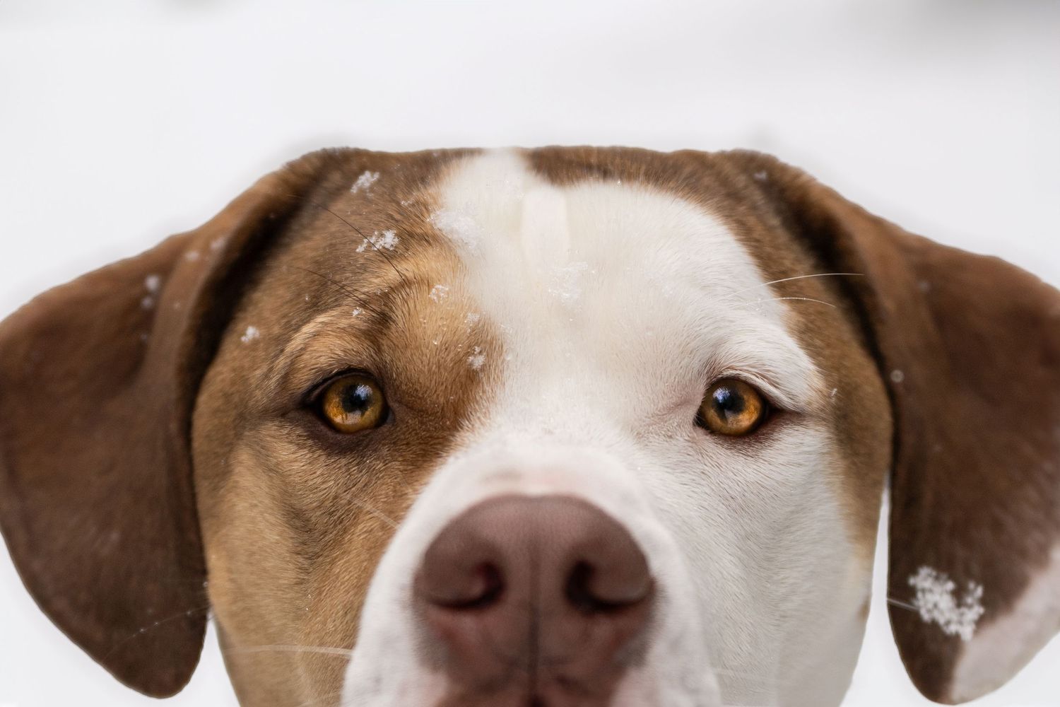 Close-up of a dog in the snow during a winter pet photography session in Squamish