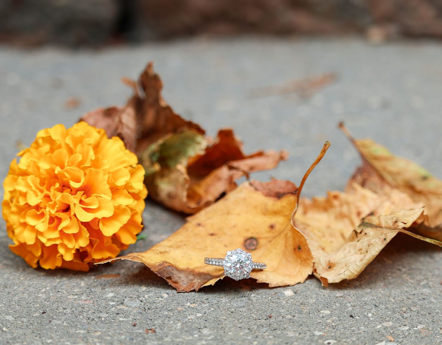 Engagement Photo