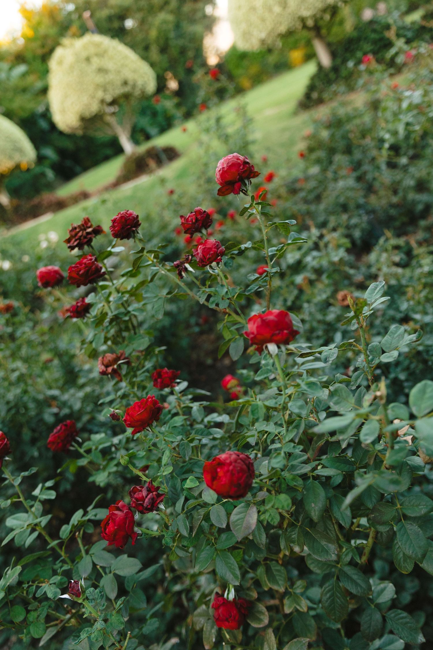 Vibrant red rose bushes blooming in a lush garden setting with green foliage in the background.