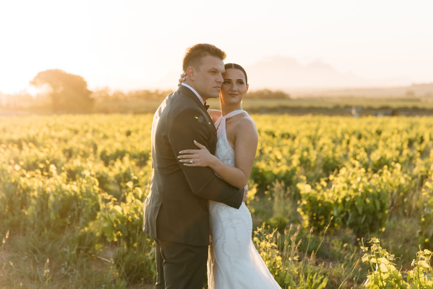 Romantic couple embraces in golden sunlit vineyard during sunset creating silhouette against warm evening sky.