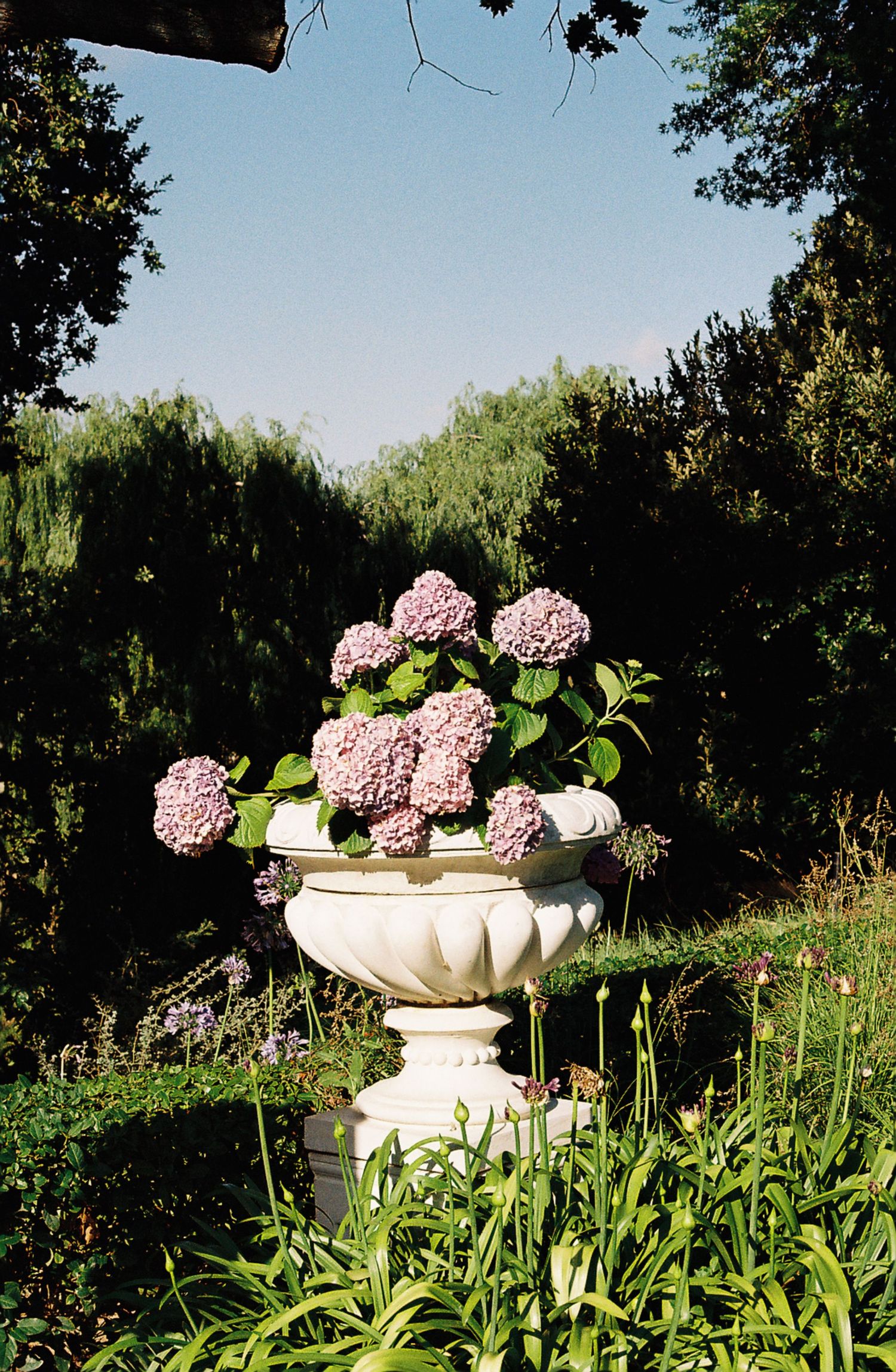Pink hydrangeas displayed in elegant white stone urns amid lush garden greenery.