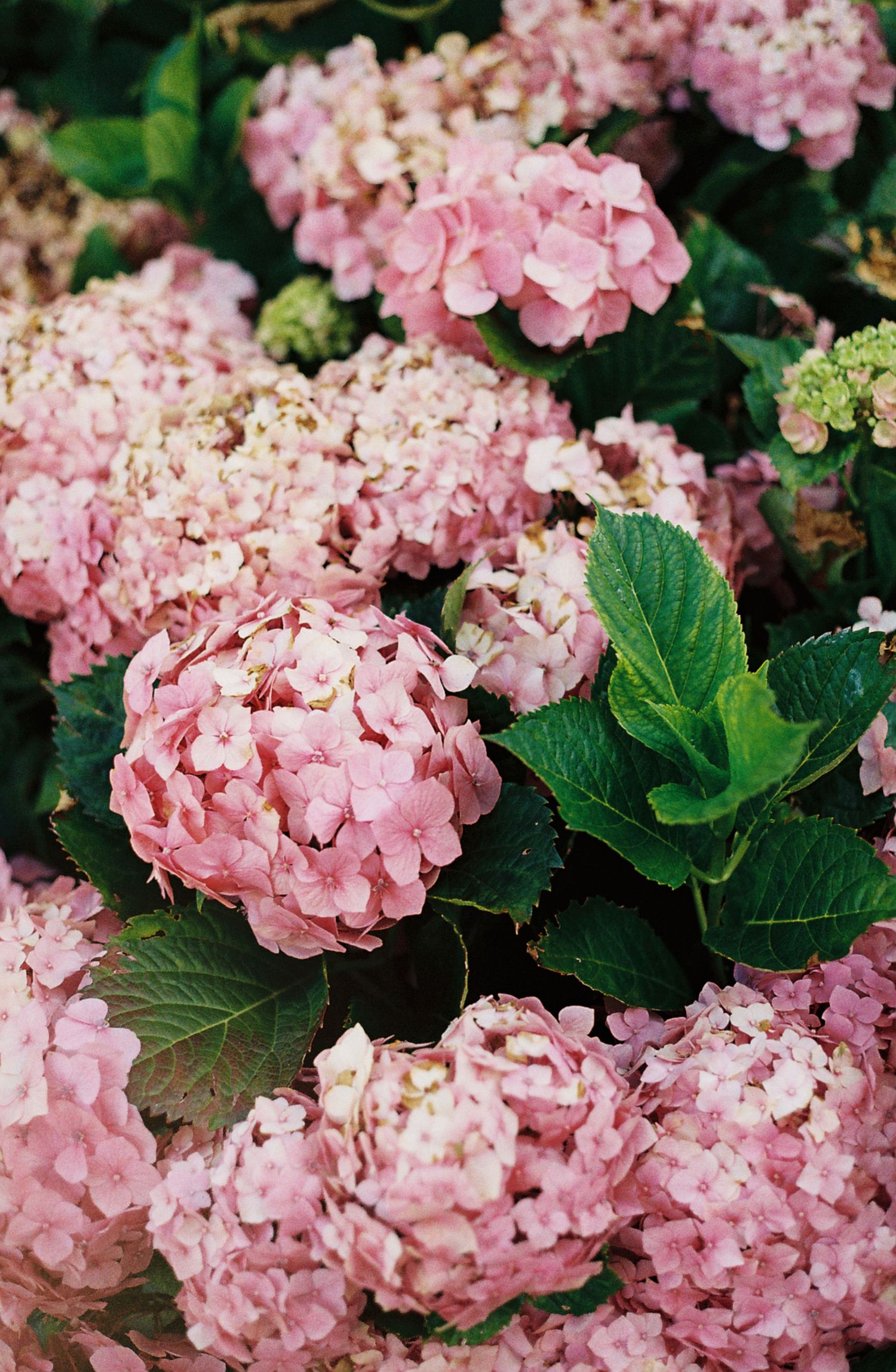 Close-up view of pink hydrangea flowers in full bloom with lush green leaves in a garden setting.