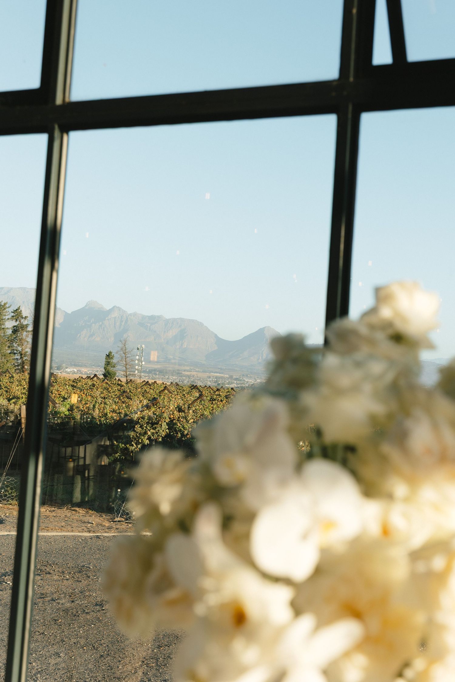 Mountain landscape viewed through large windows with white flowers in the foreground.