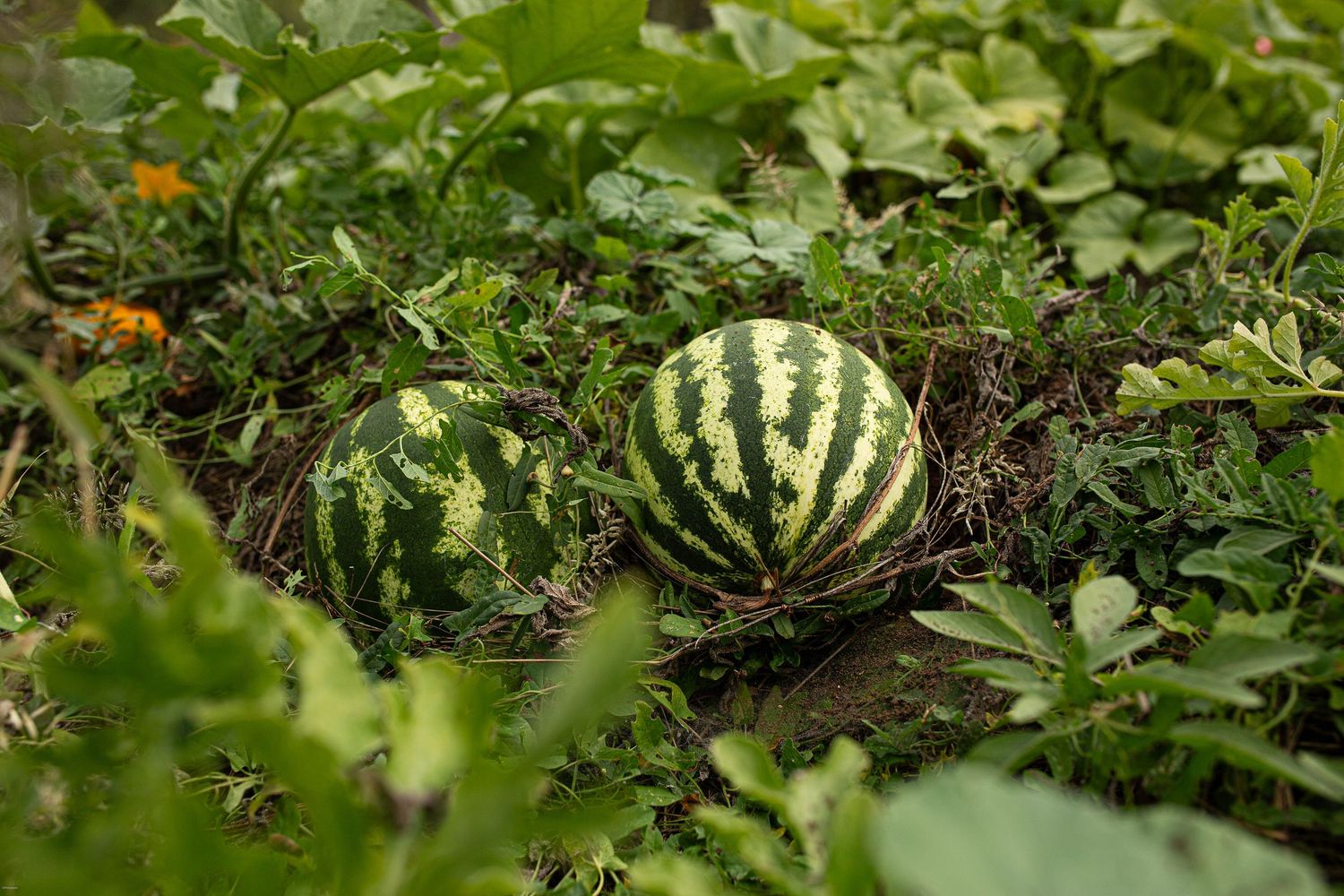 Best watermelons come from a garden of love.