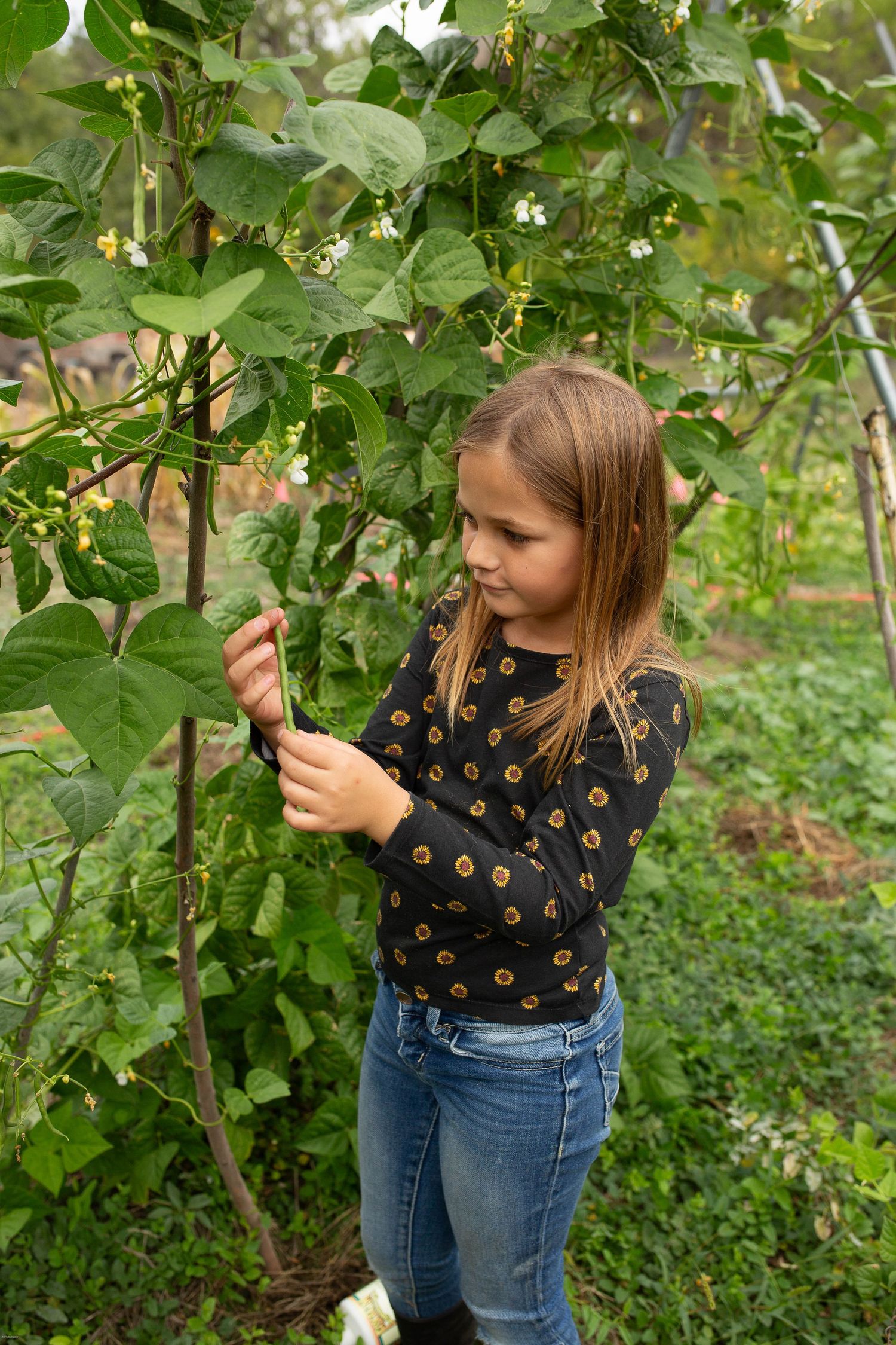 Big sister checking on the bounty she planted.