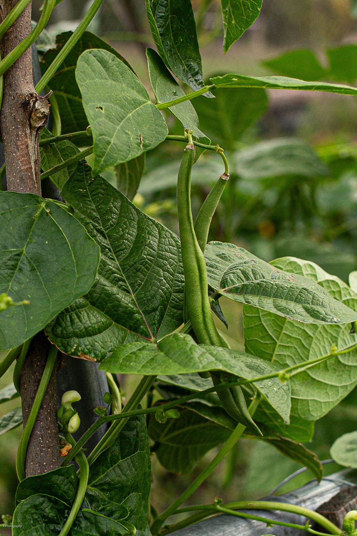 Green beans are the best.