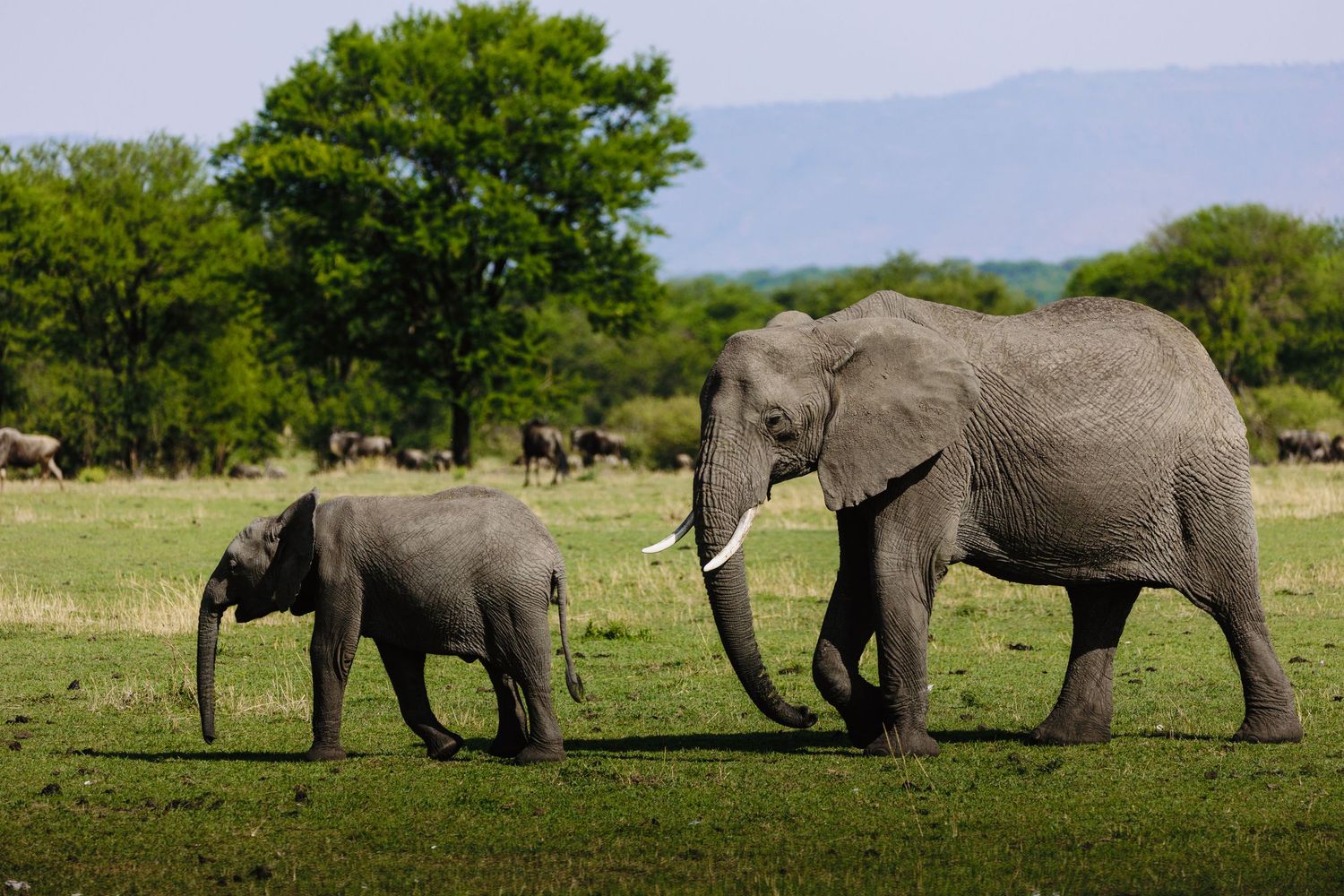 Big Five in Serengeti - Big Elephant with and Her child