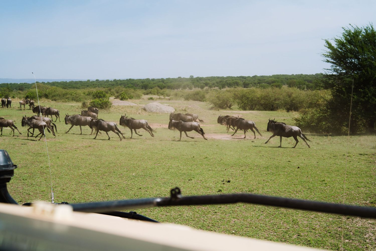 The great Migration Serengeti
