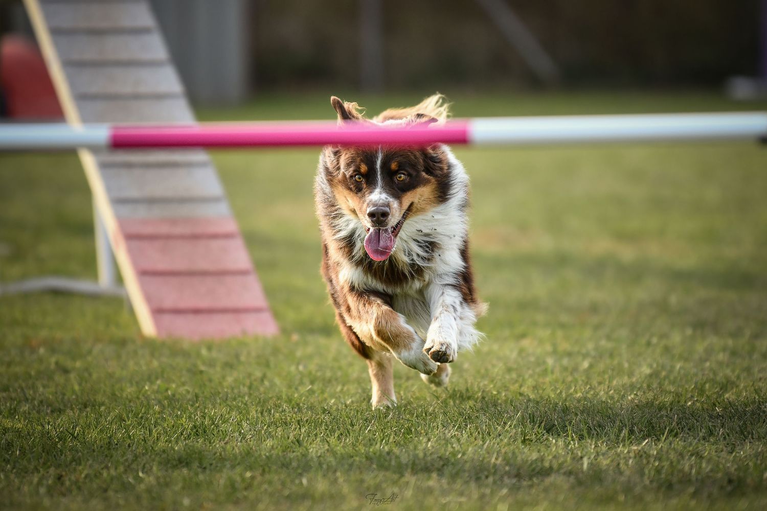 Agility chien