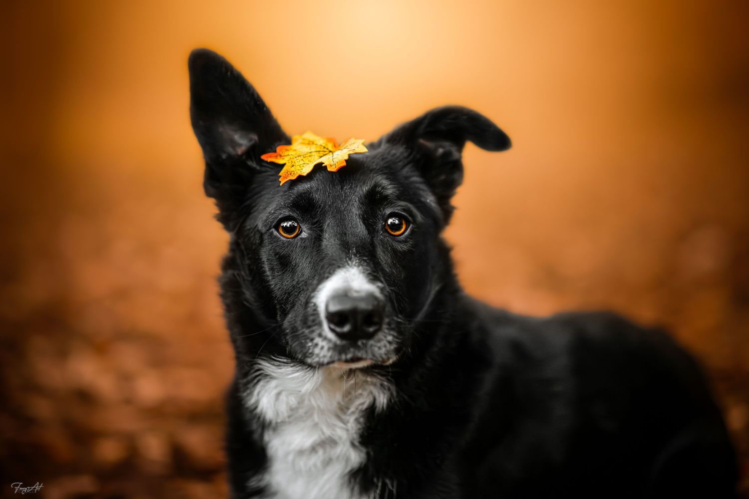 Chien et automne