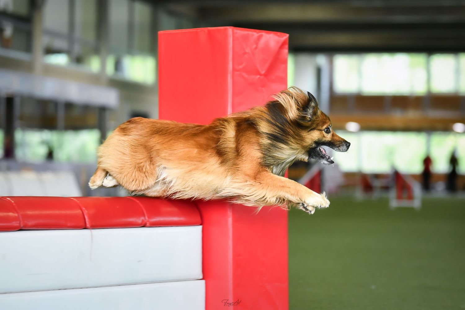 chien qui saute un mur d'agility swiss dog arena