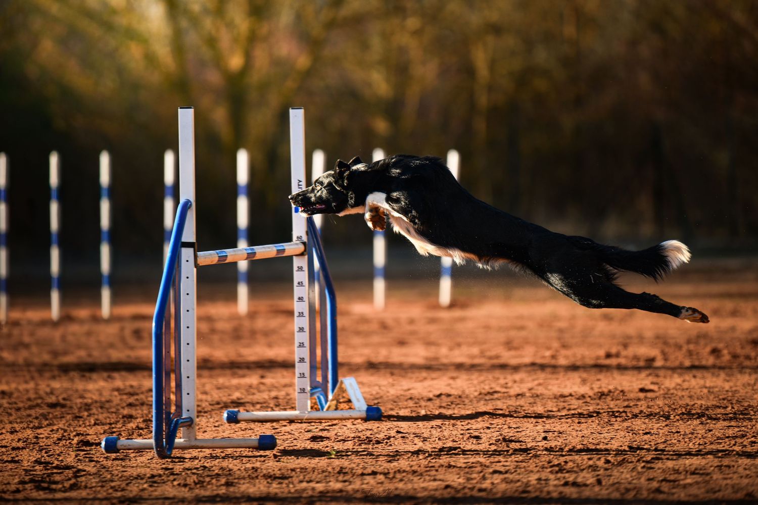Agility