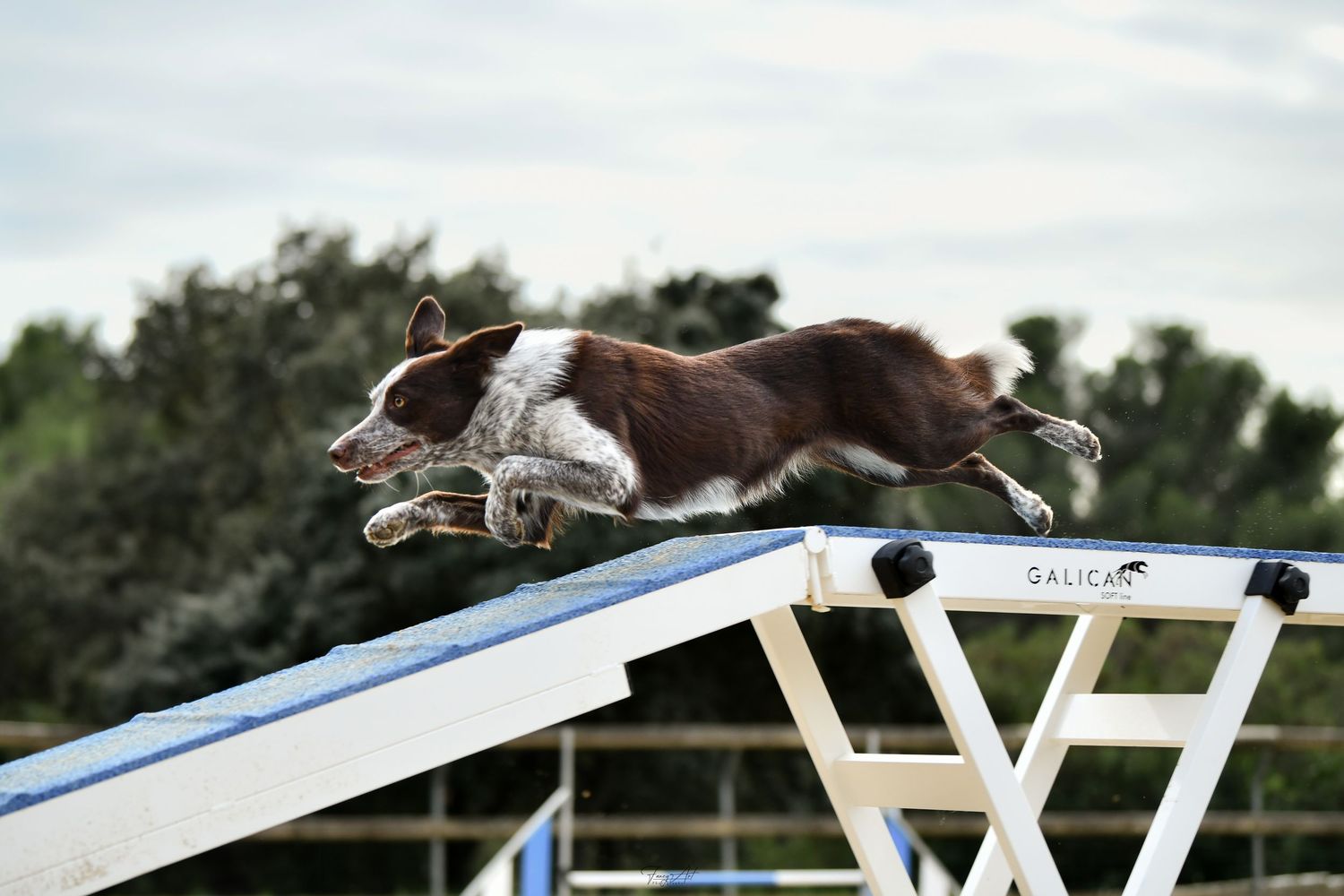 Chien agility passerelle Border collie
