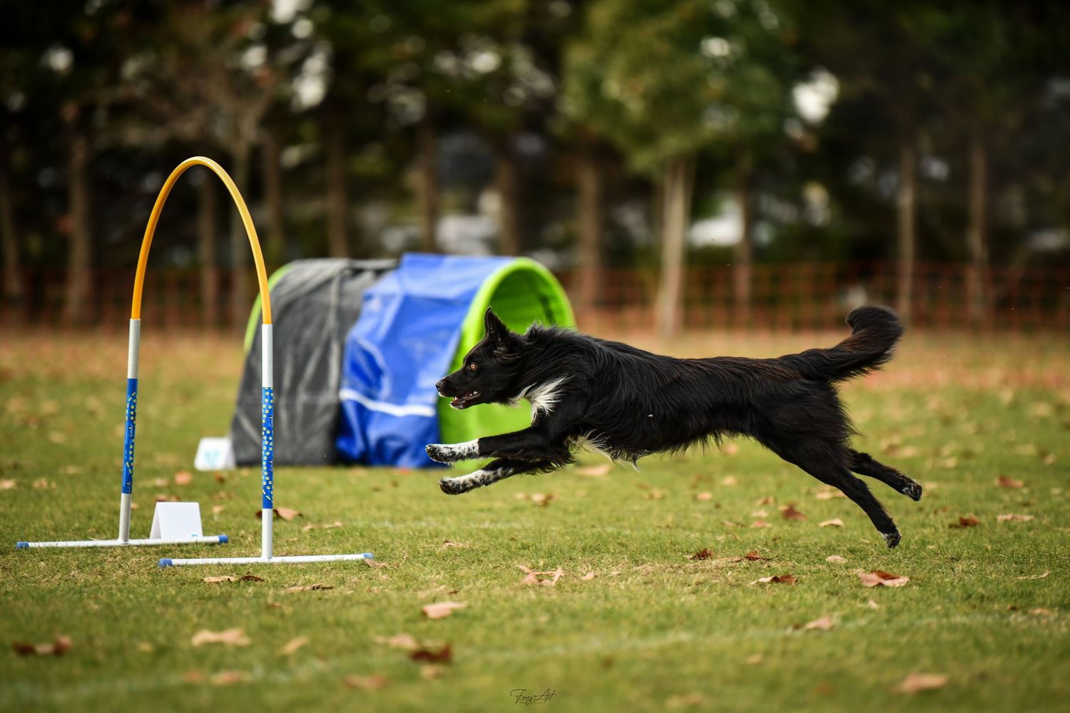 Sport canin