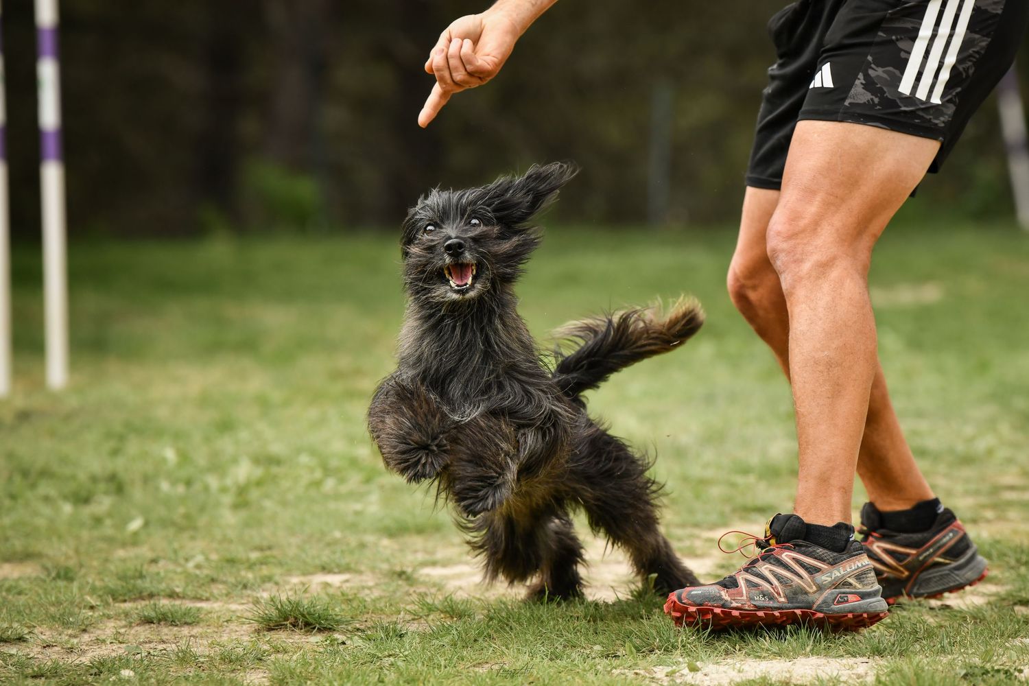 chien heureux agility