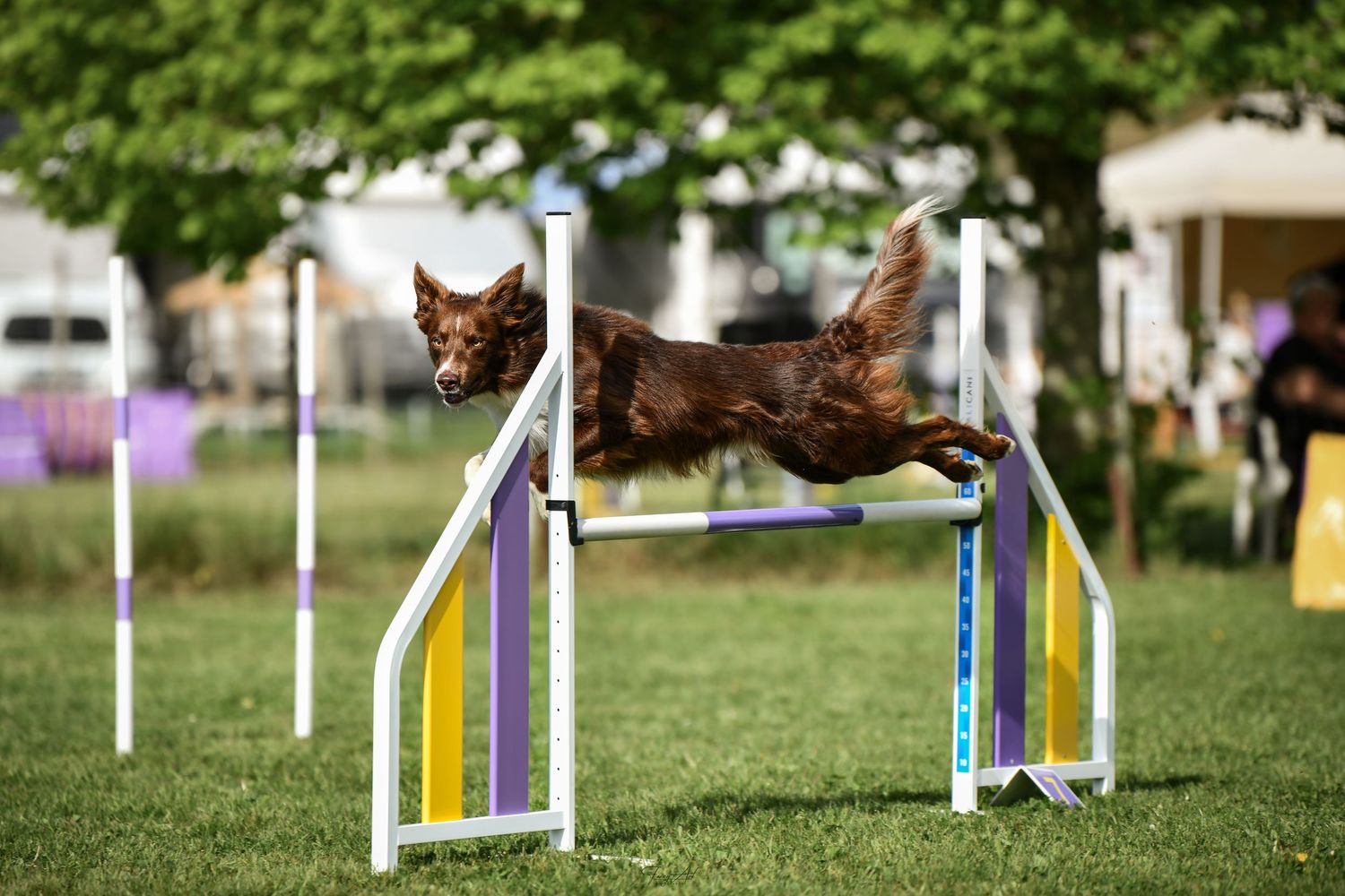 Border collie qui saute