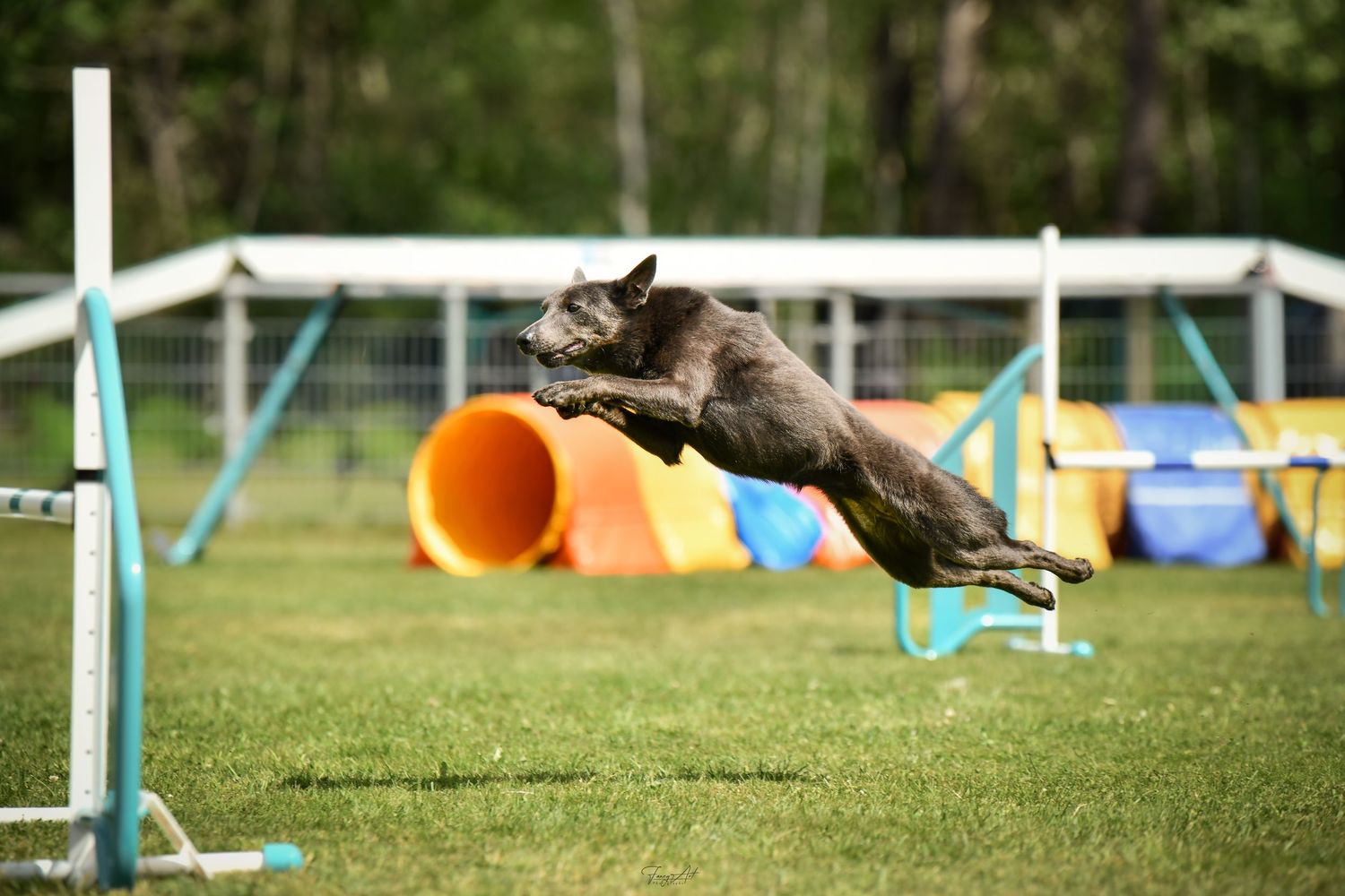 championnat de france d'agility 2026