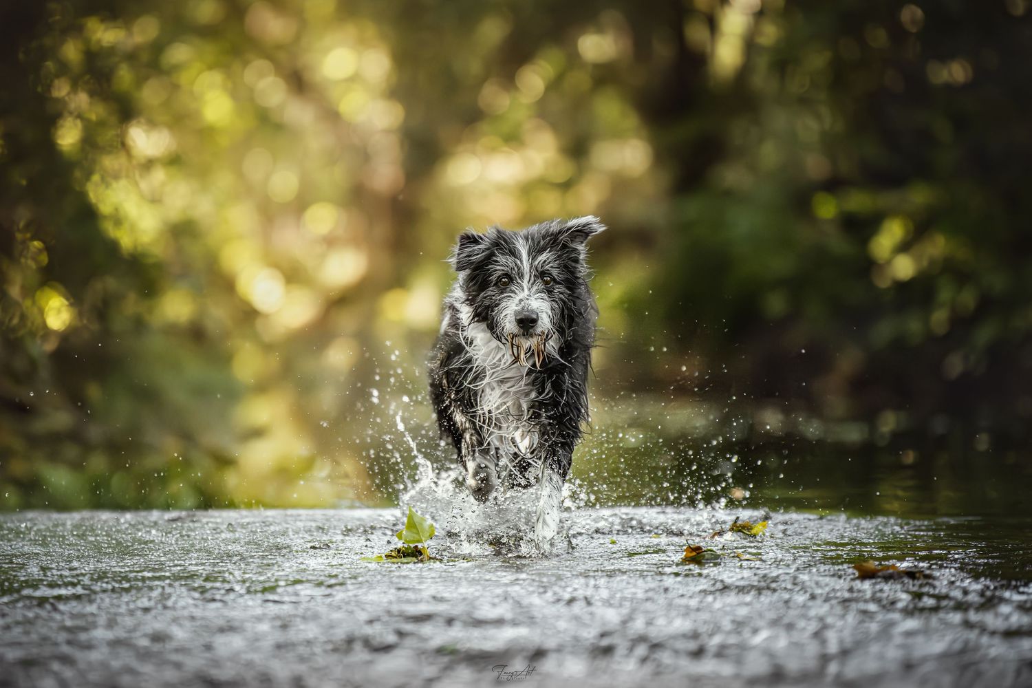 Chien en action dans l'eau