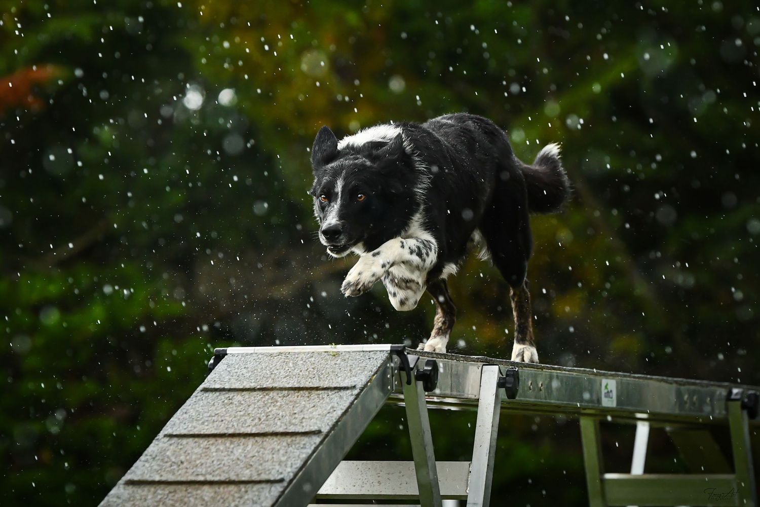 Chien passerelle agility