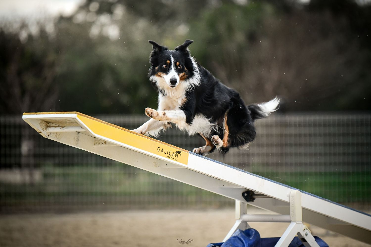 Agility concours canin