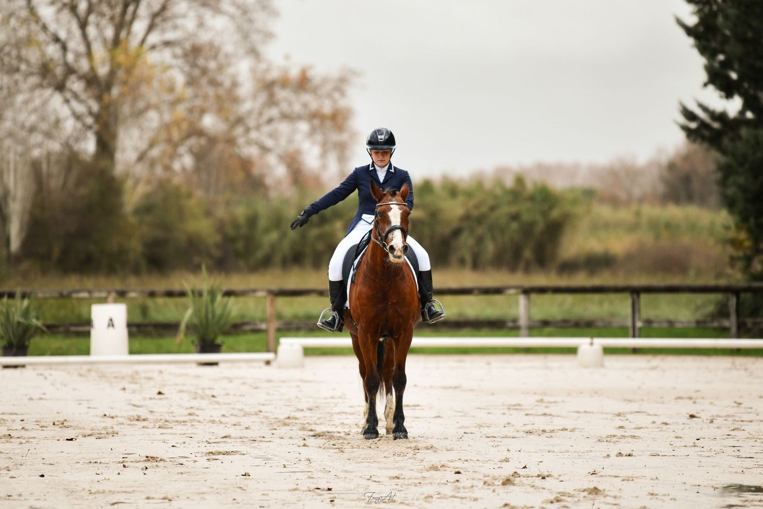 Dressage équestre