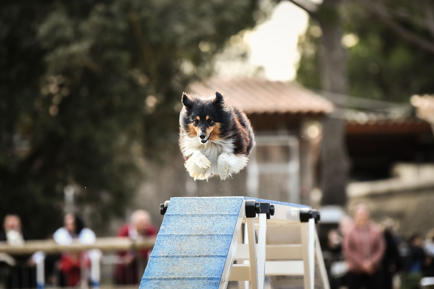 Agility passerelle shetland