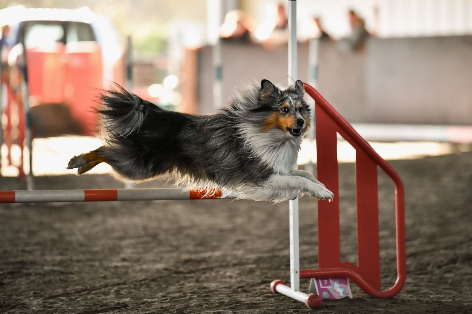 Agility concours canin région PACA