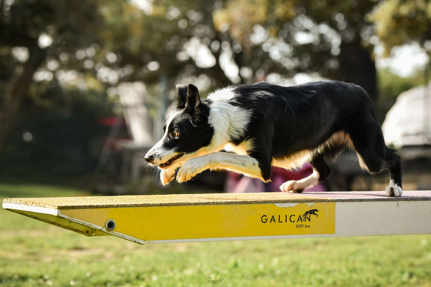 Border collie balance agility