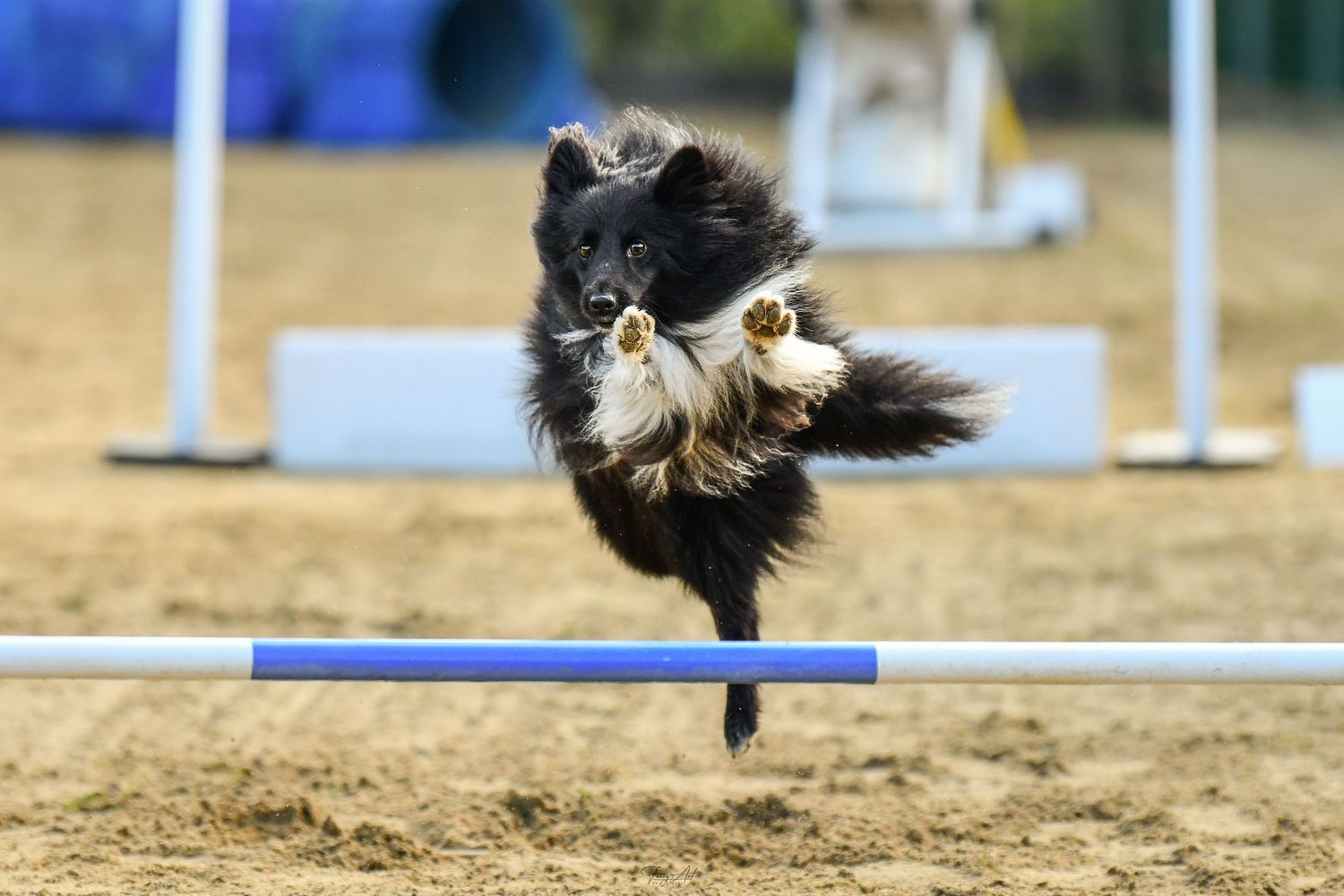 Agility concours canin