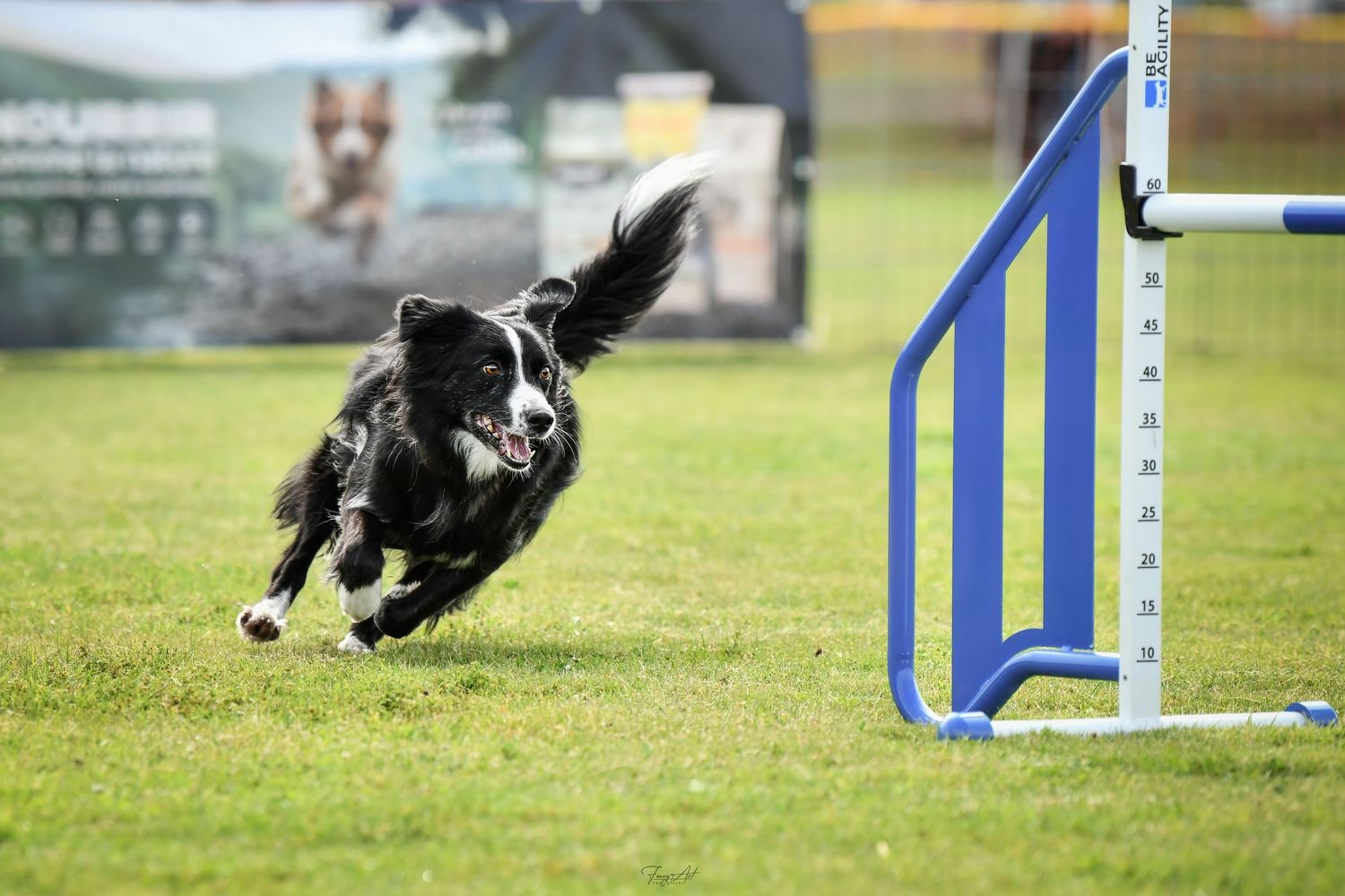 championnat de france d'agility 2026
