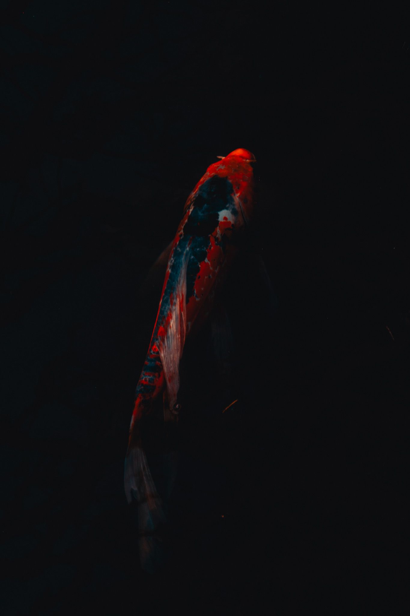 A vibrant red and black koi fish swimming gracefully against a dark, moody background.