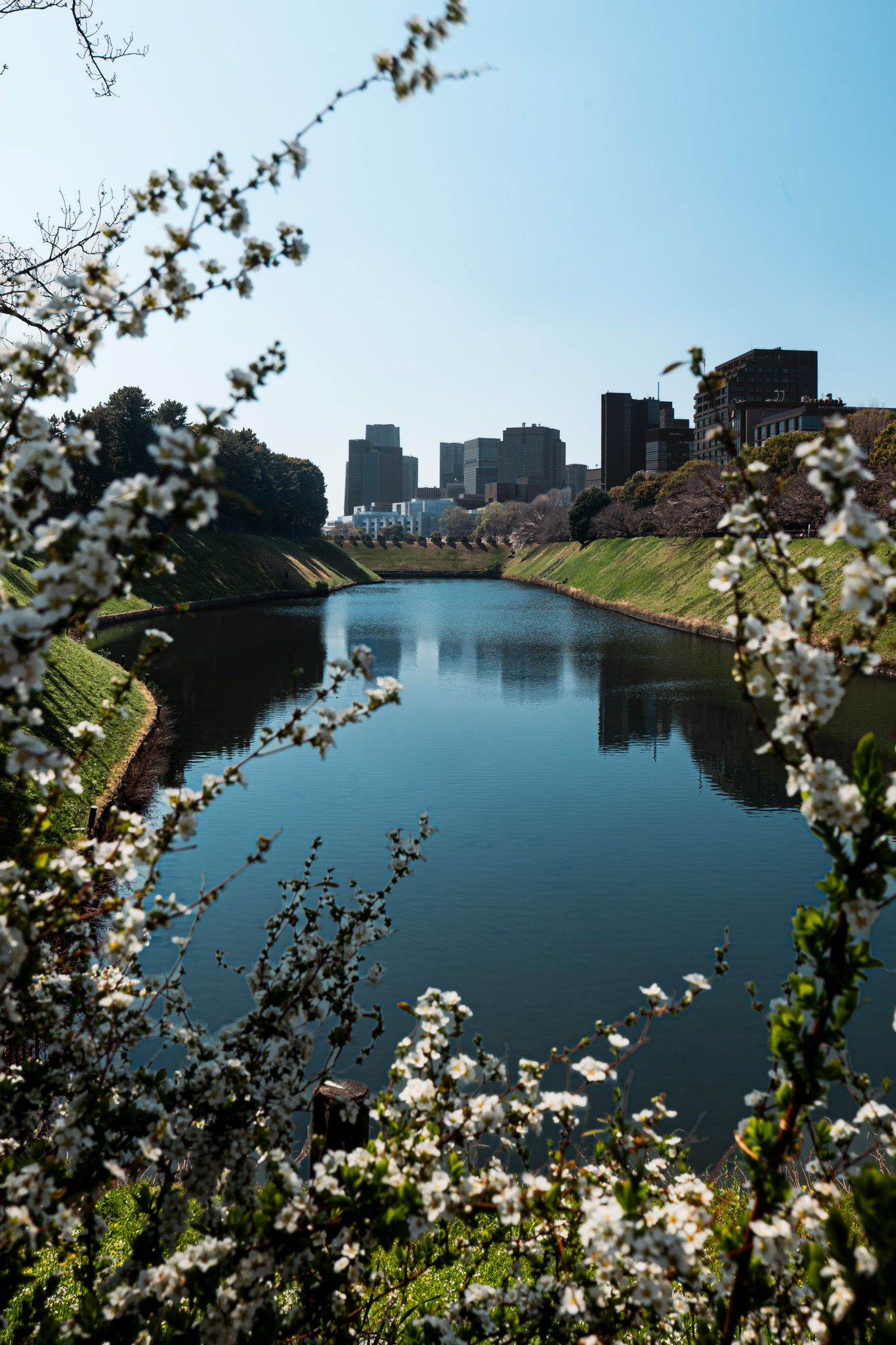 Cherry blossoms frame a tranquil moat with city skyline reflecting in calm blue water under clear sky.