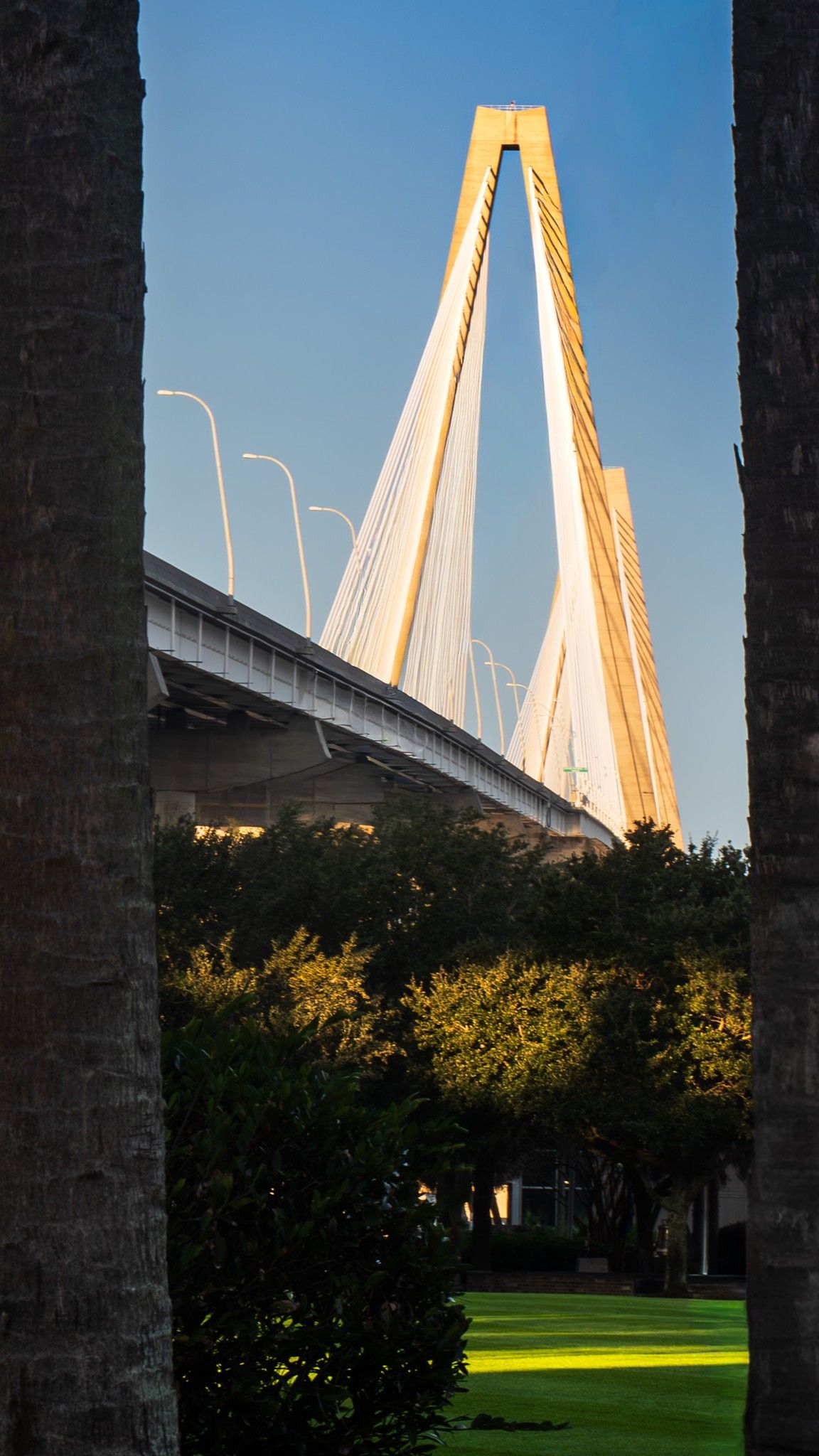 Tall cable-stayed bridge with yellow support towers glowing in sunlight against blue sky, framed by trees below.