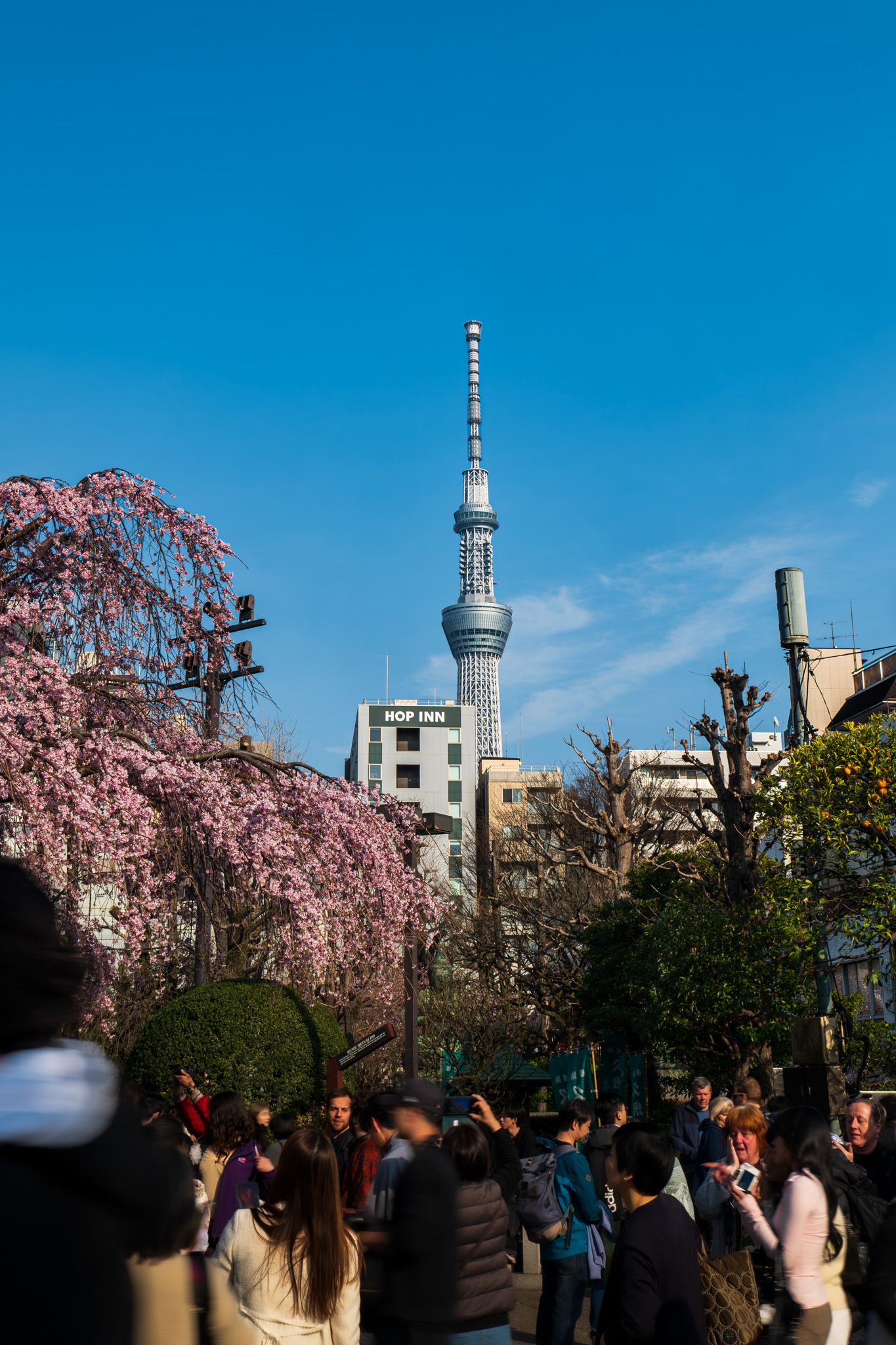 Crowds gather under blooming cherry blossom trees with Tokyo Skytree tower rising against a clear blue sky in Japan.