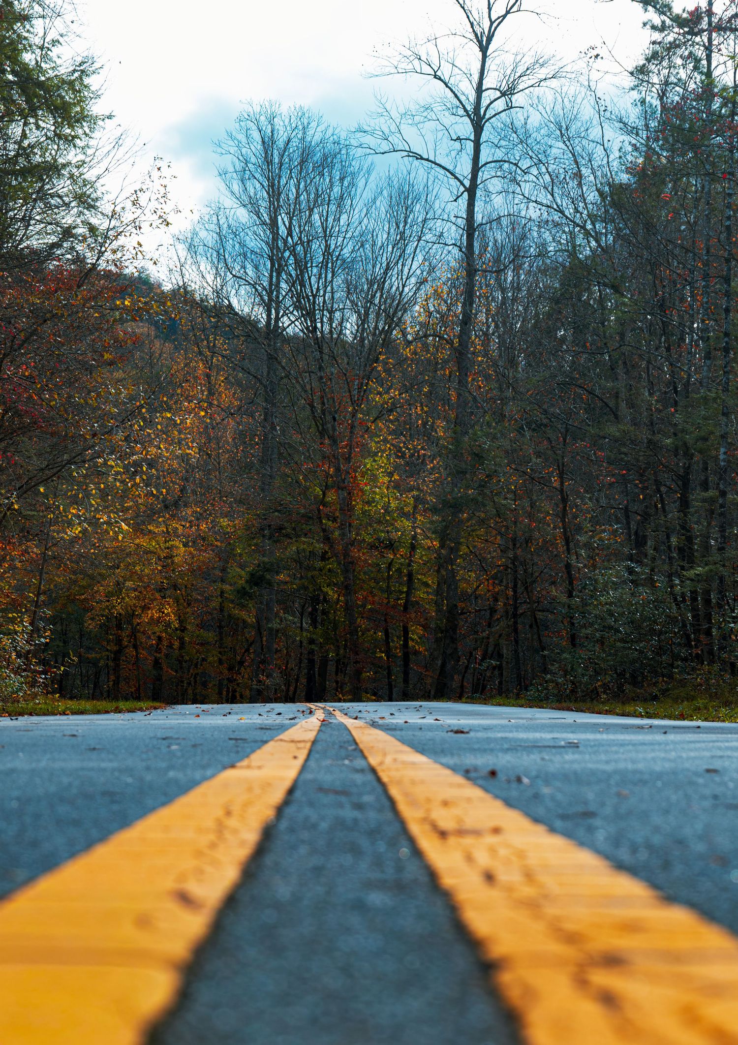 Low angle view of yellow road lines on asphalt with autumn trees and cloudy sky in the background.